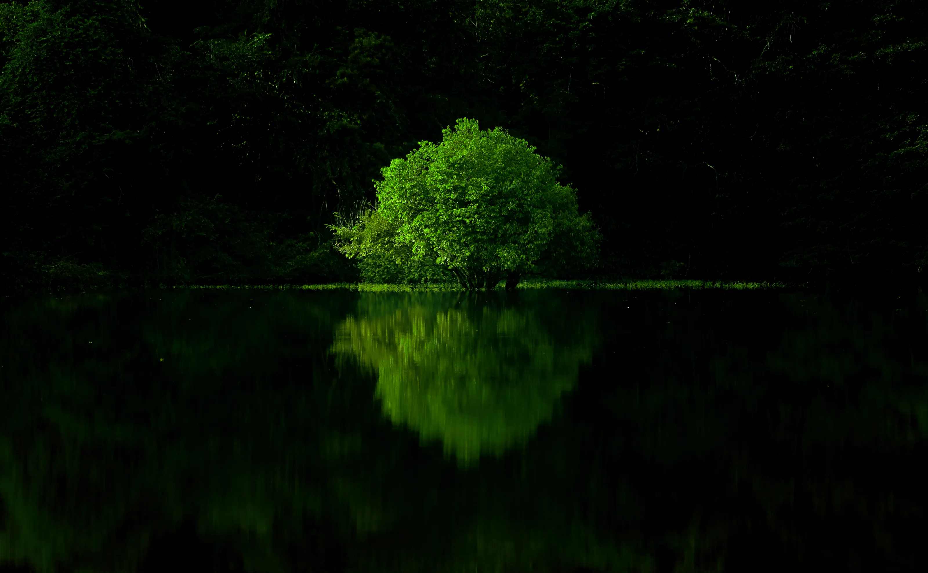 Tree on center of river with beautiful water reflection