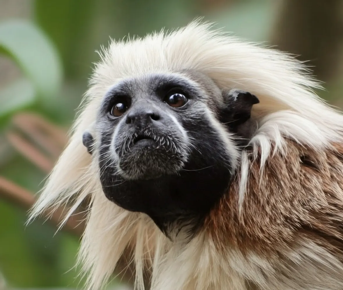 Tamarin