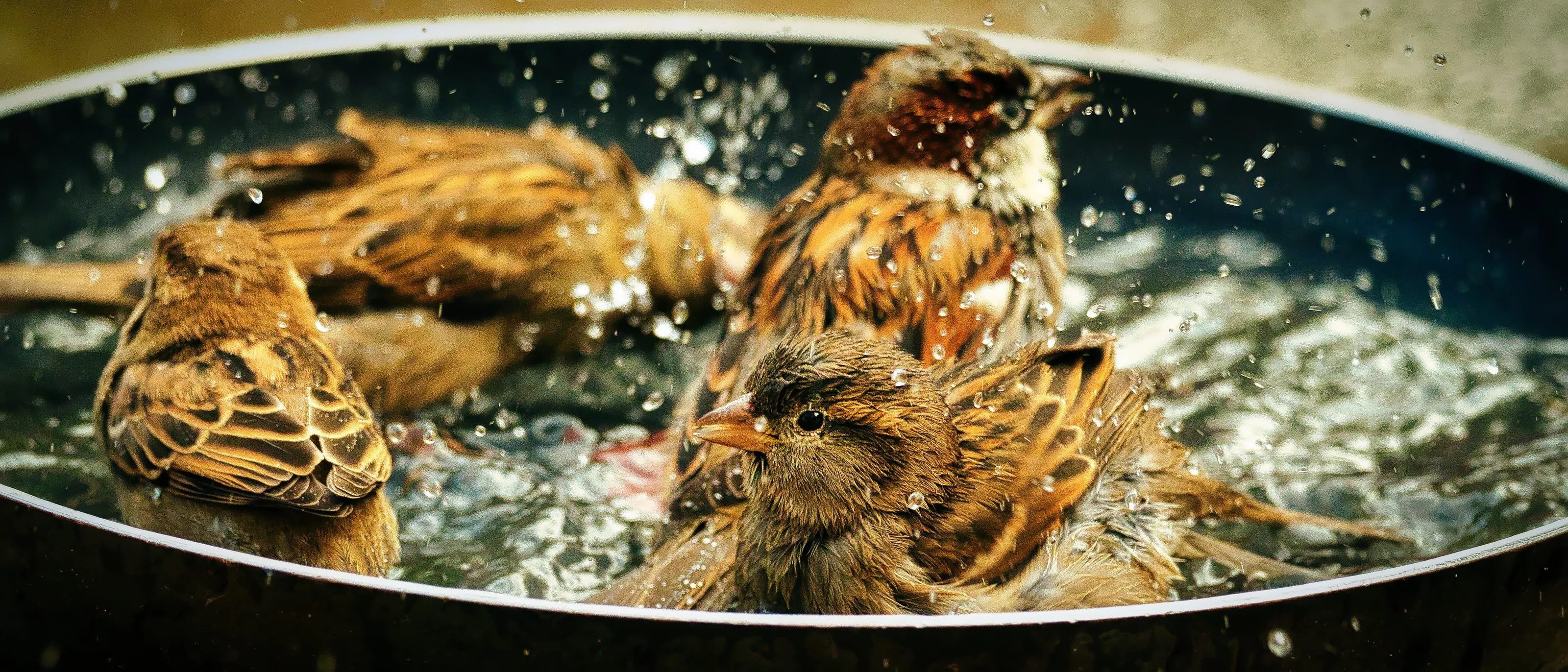Small Birds Bathing