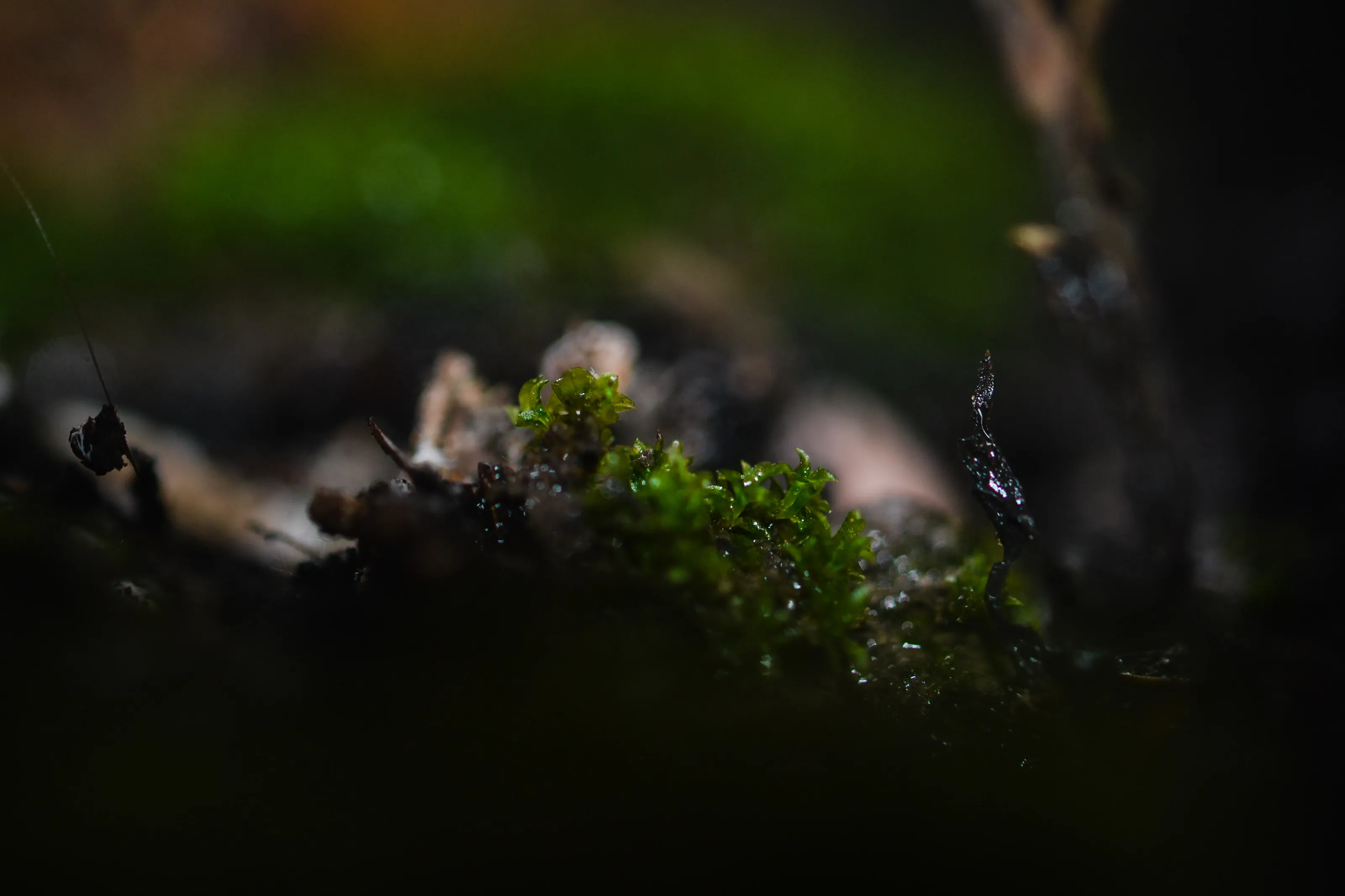 Life Beneath the Shadows