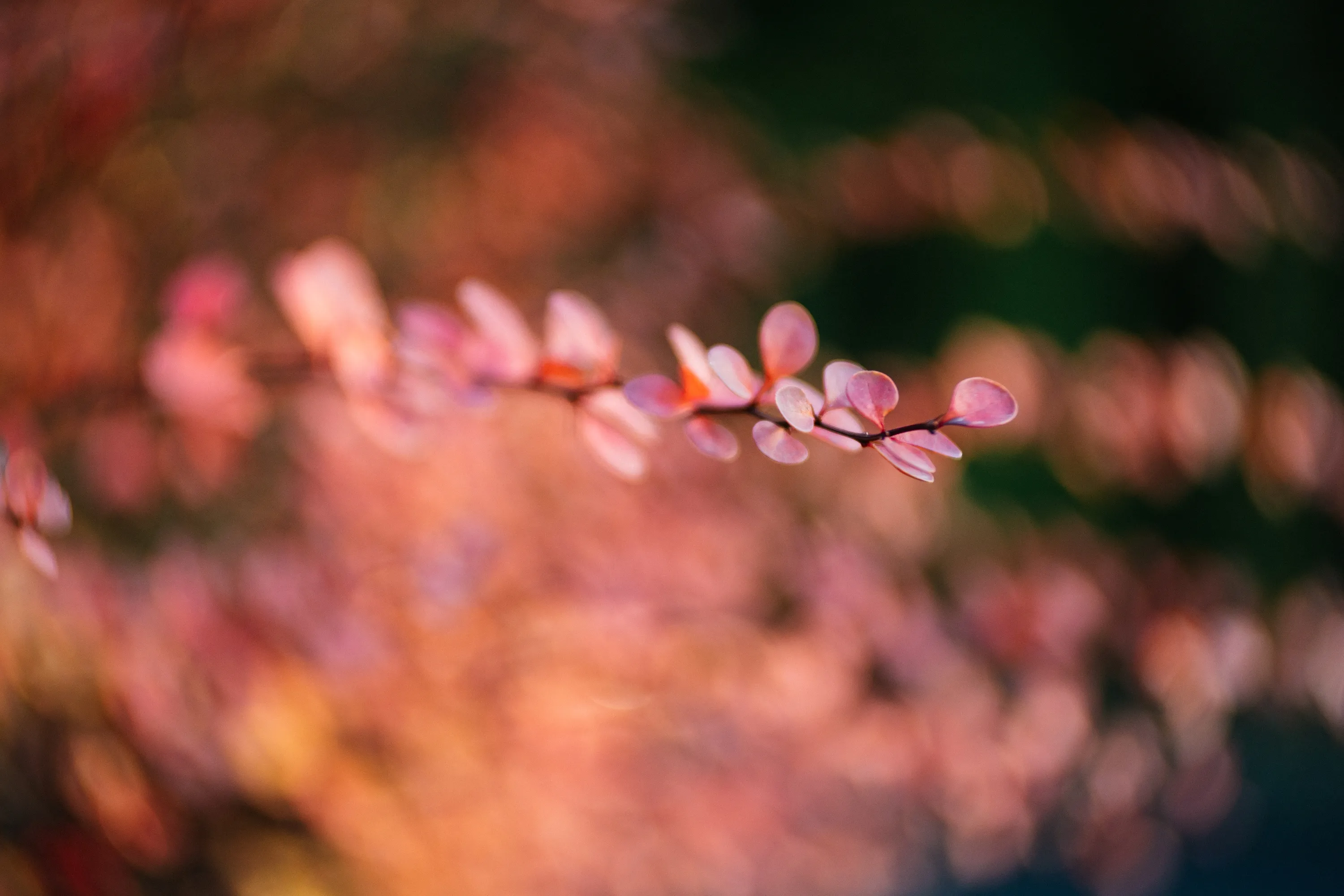 Autumn blur