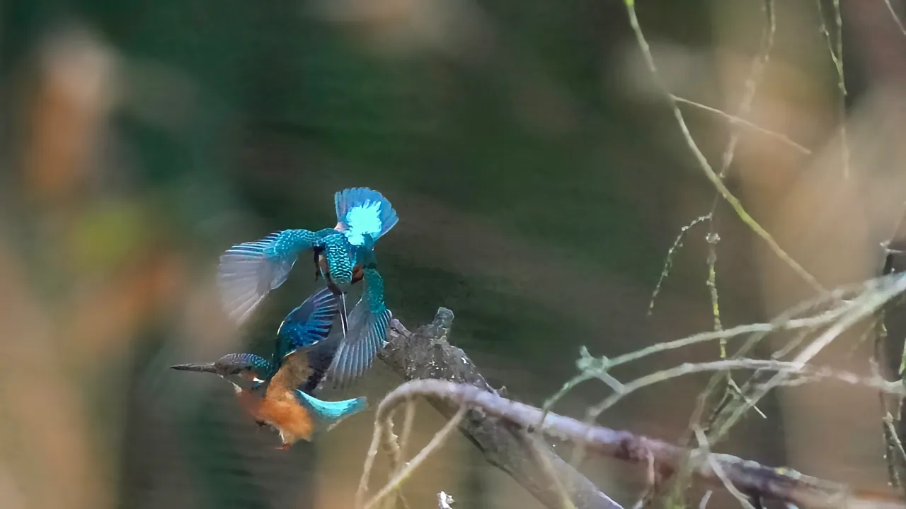 Aerial Dispute of the Kingfishers