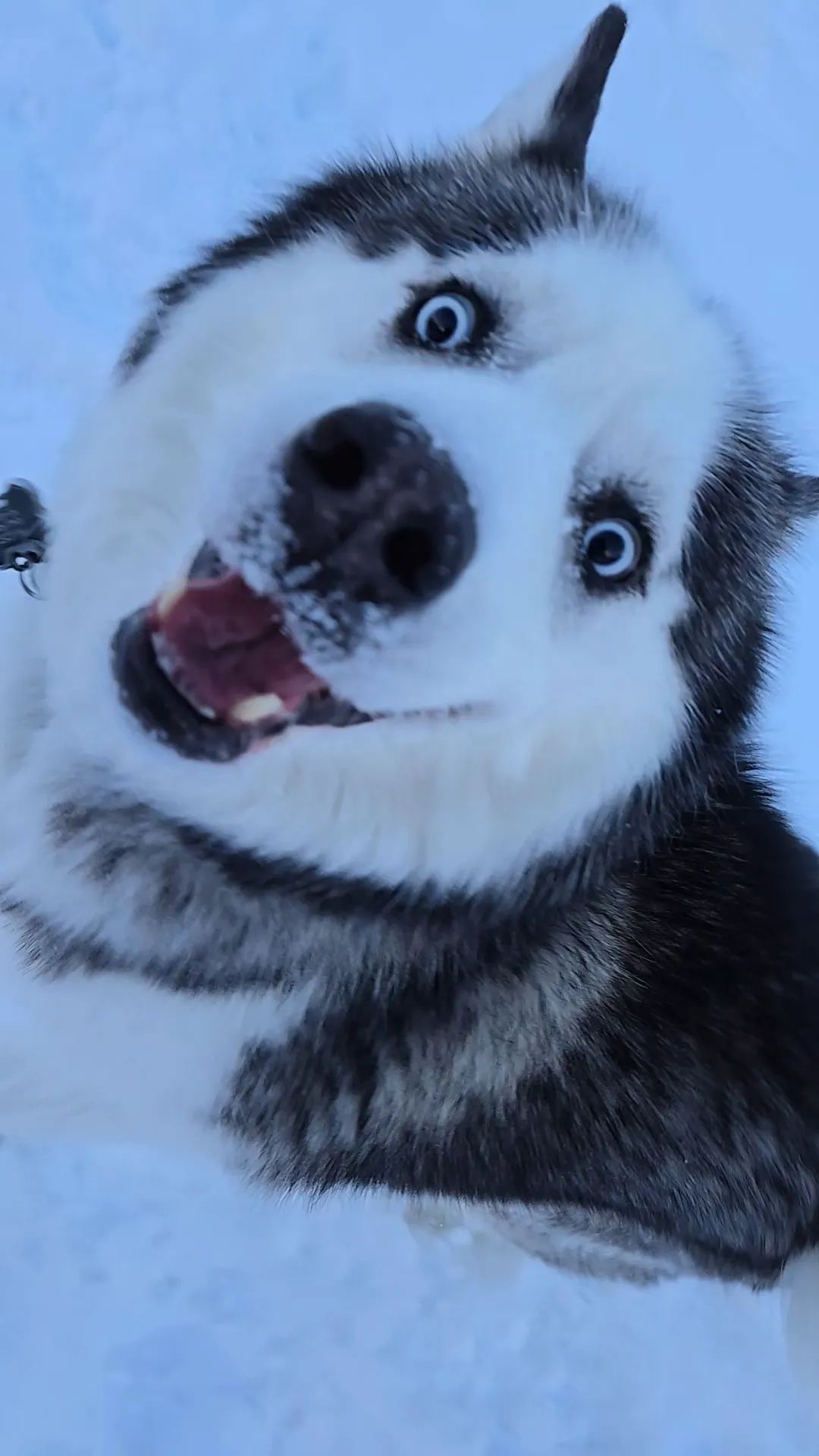 Snow Dog