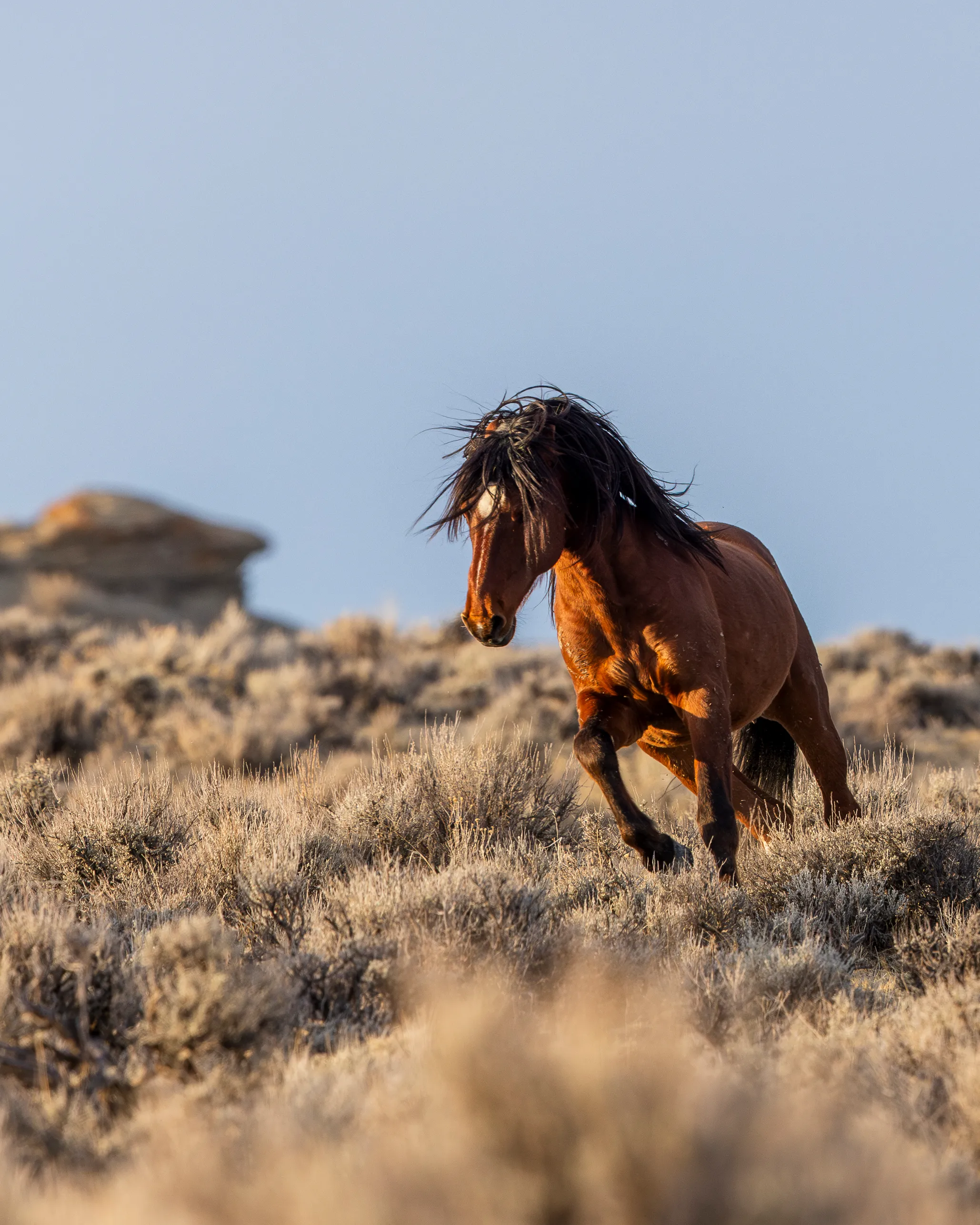 Stallion's Stance