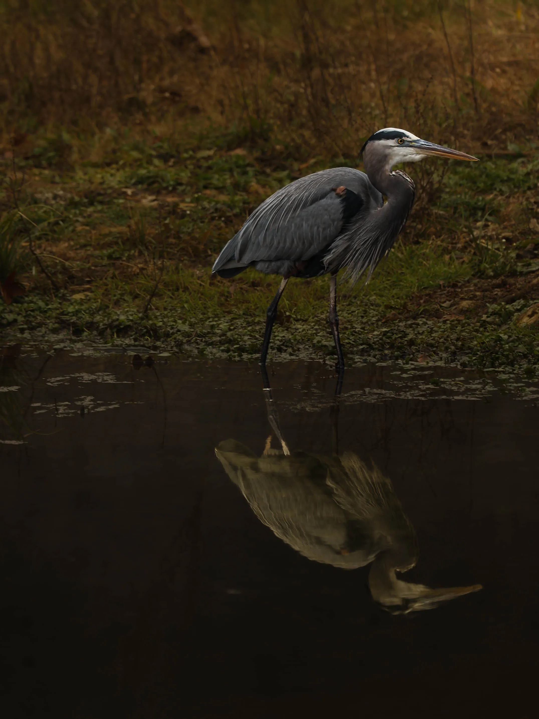 Still Waters Reflect the Silent Watcher