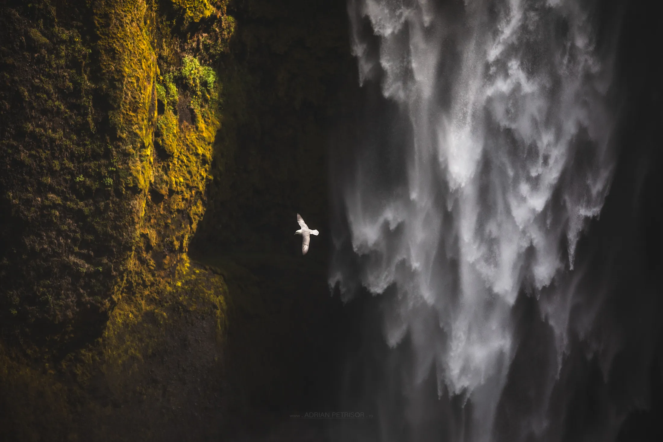Icelandic flight