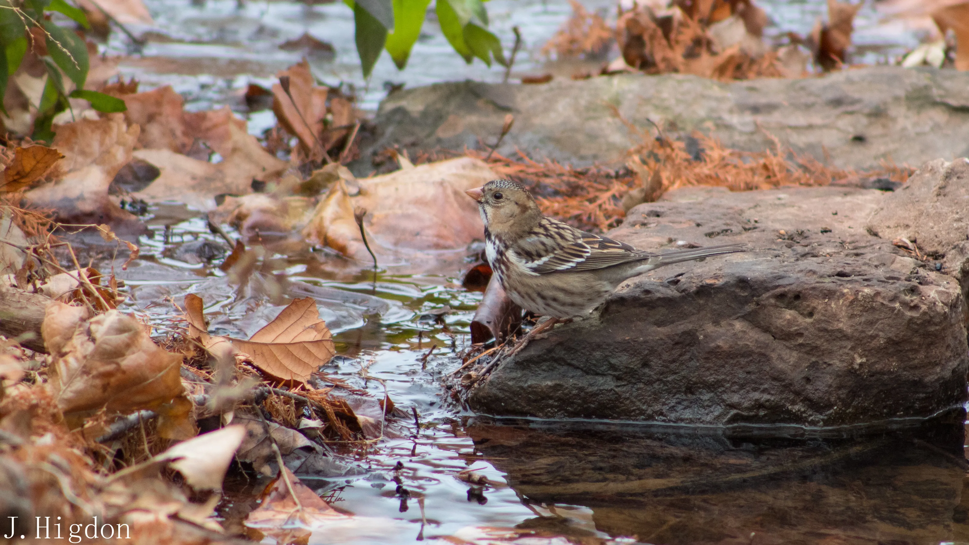 Sparrow at the stream