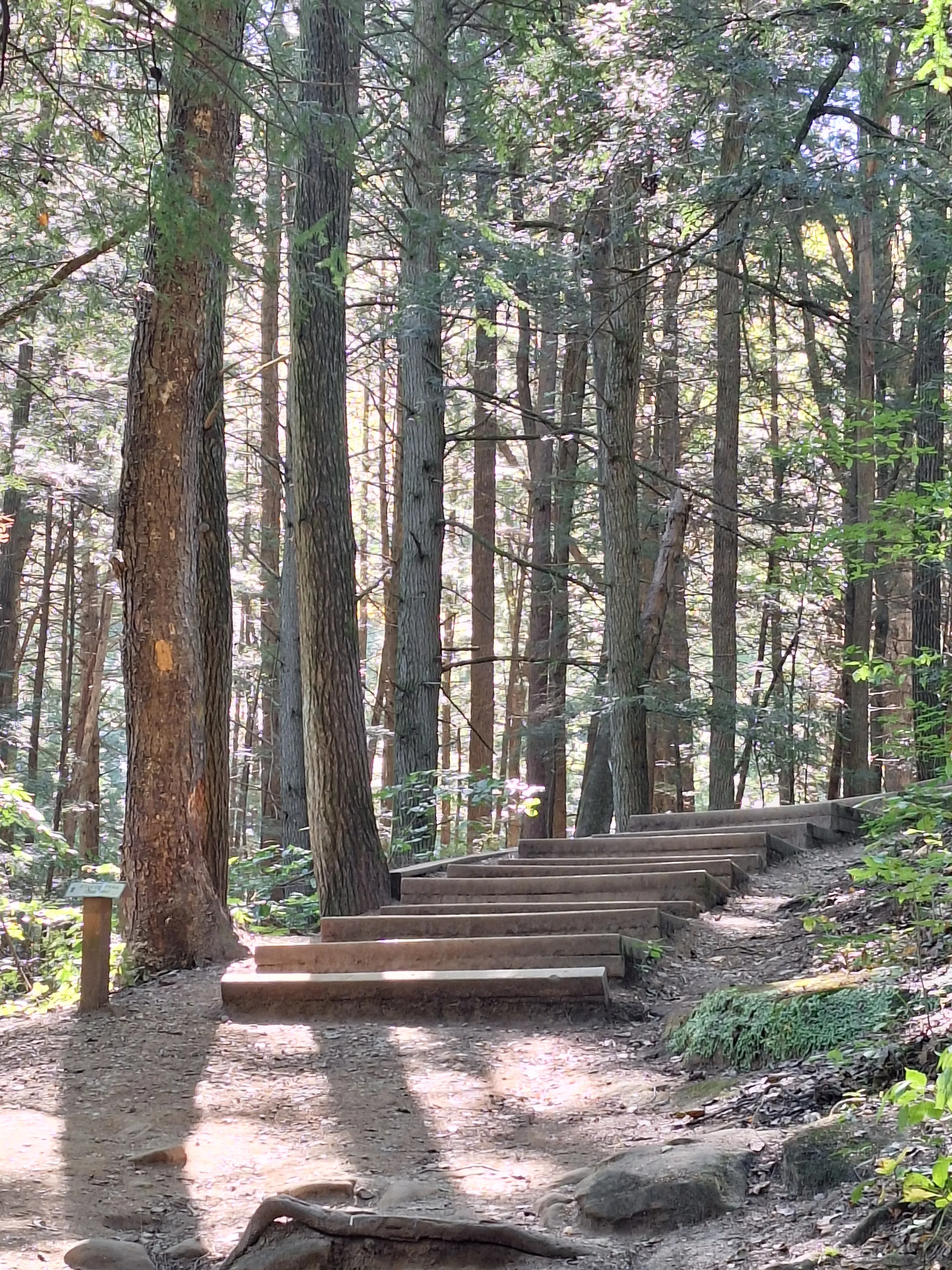 A walk in the woods