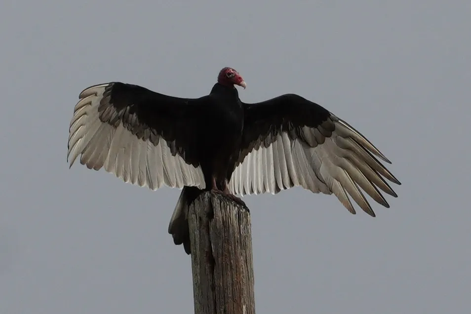 Turkey Vulture