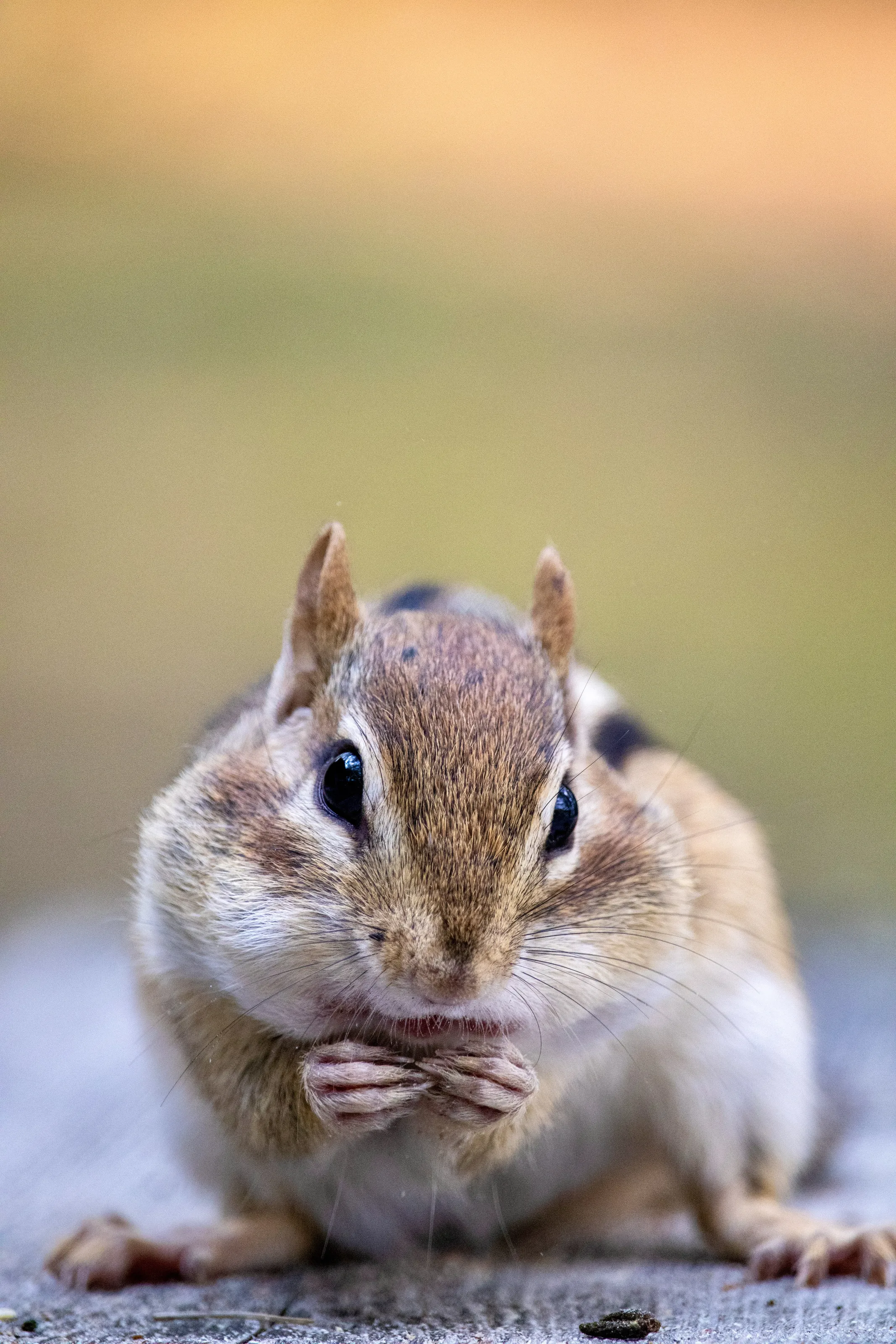 Peanut the Chipmunk
