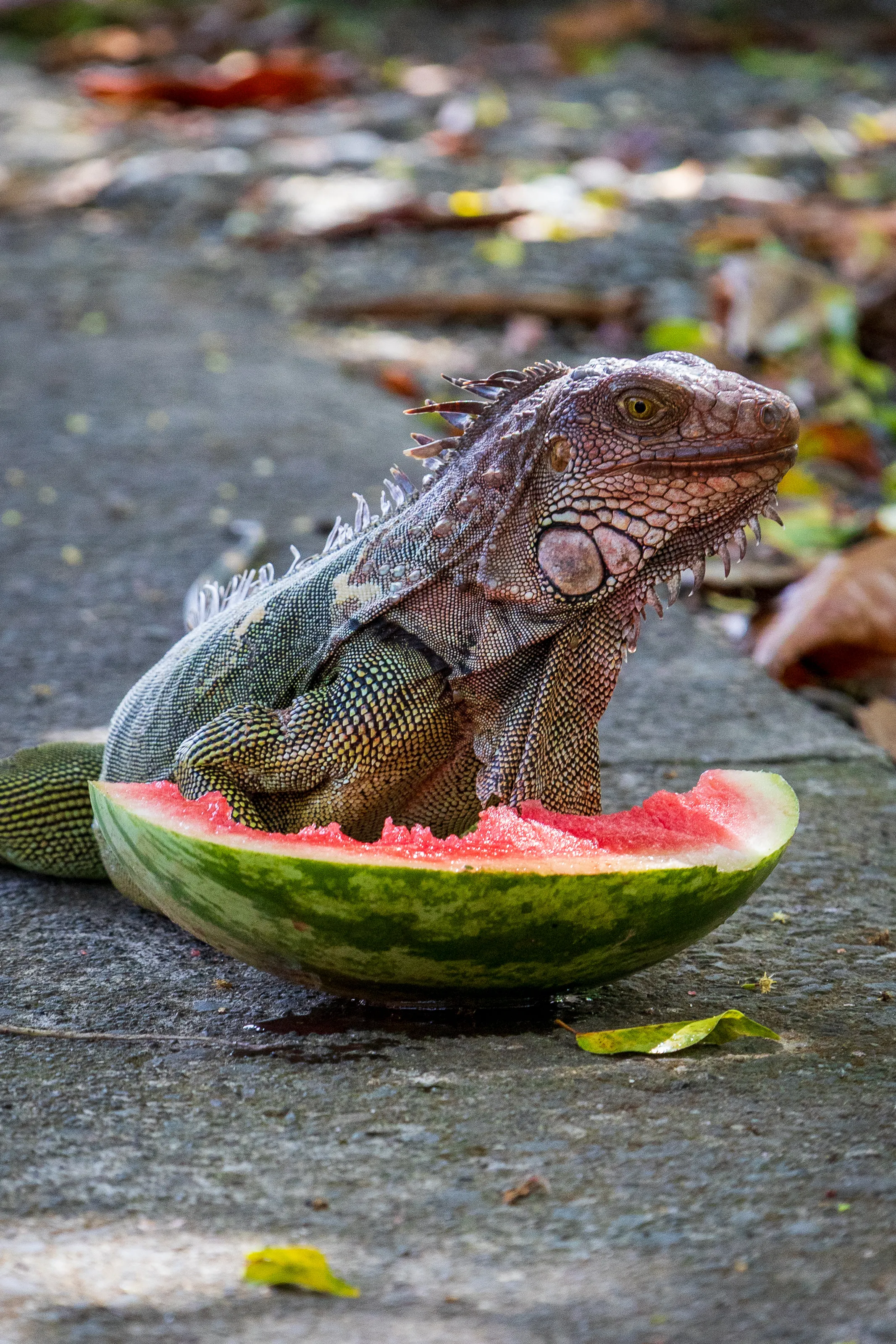 Iguana feasting on watermelon