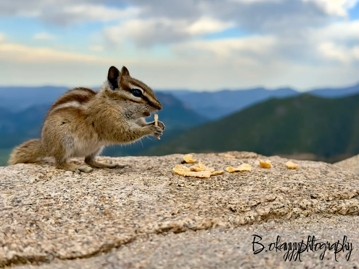 Entry 26806156