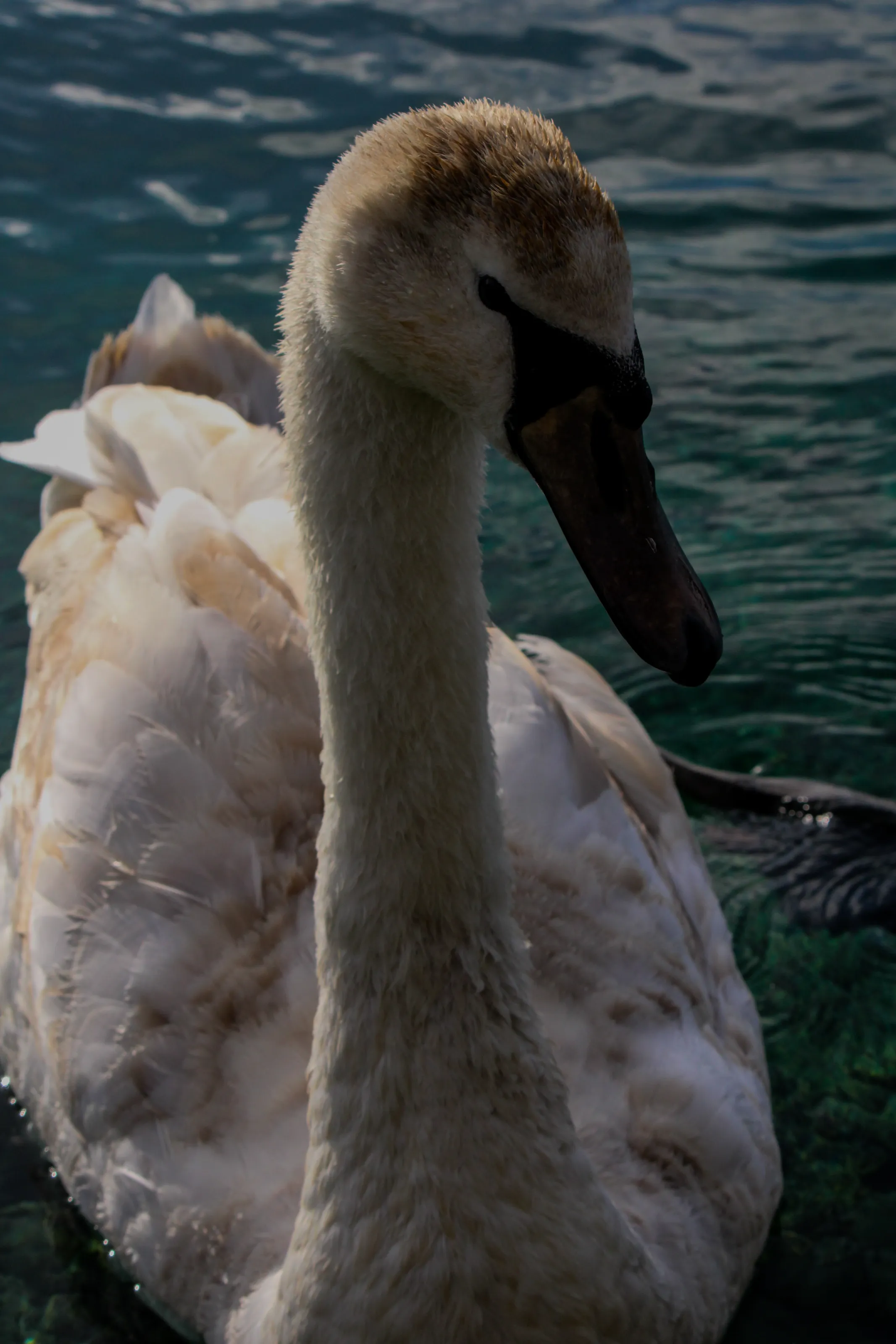 swan