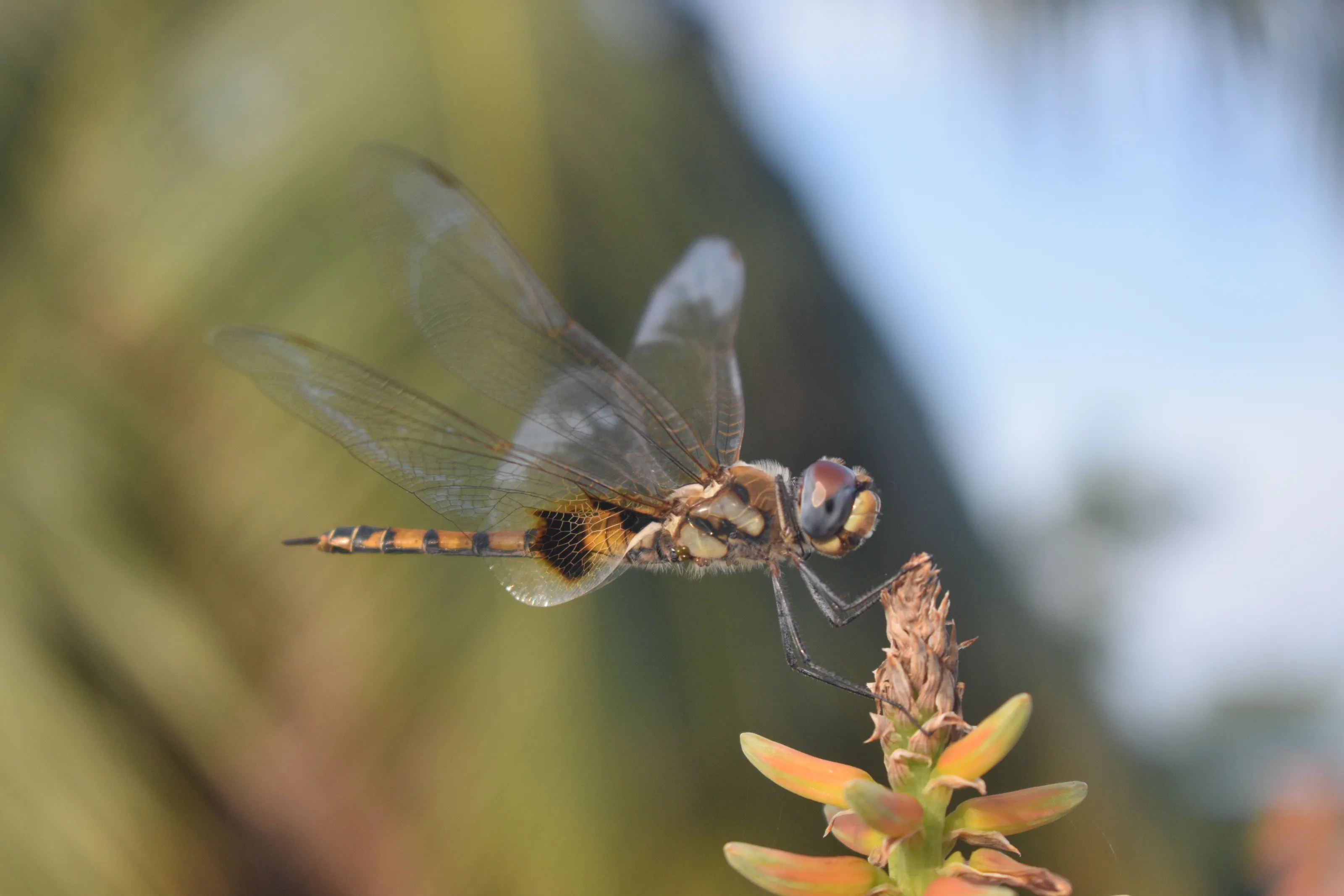 A drgon fly through my lens