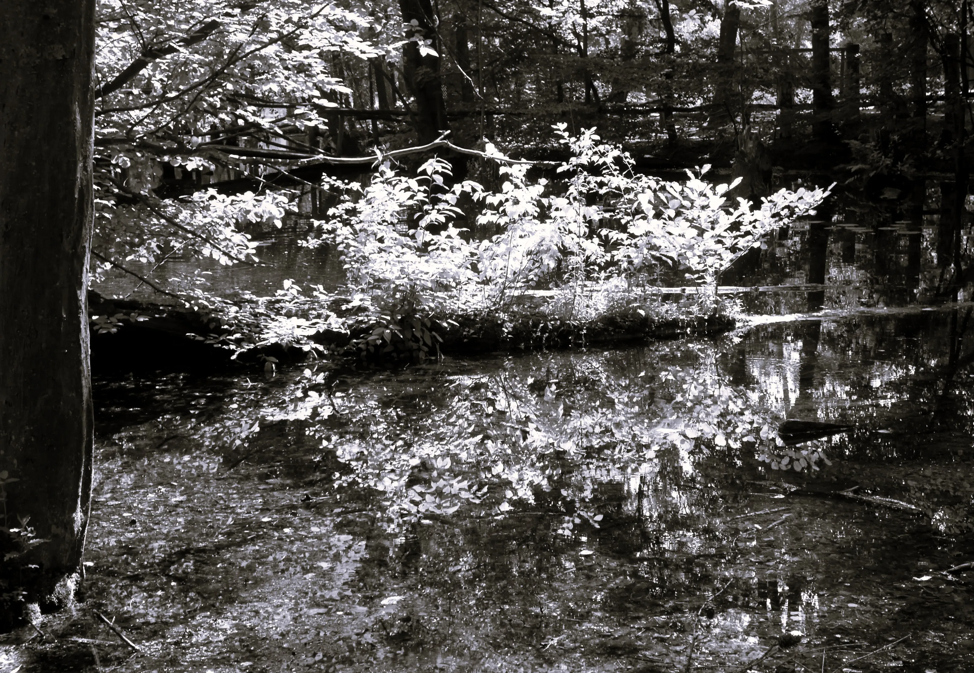 Reflections in Water in Black and White