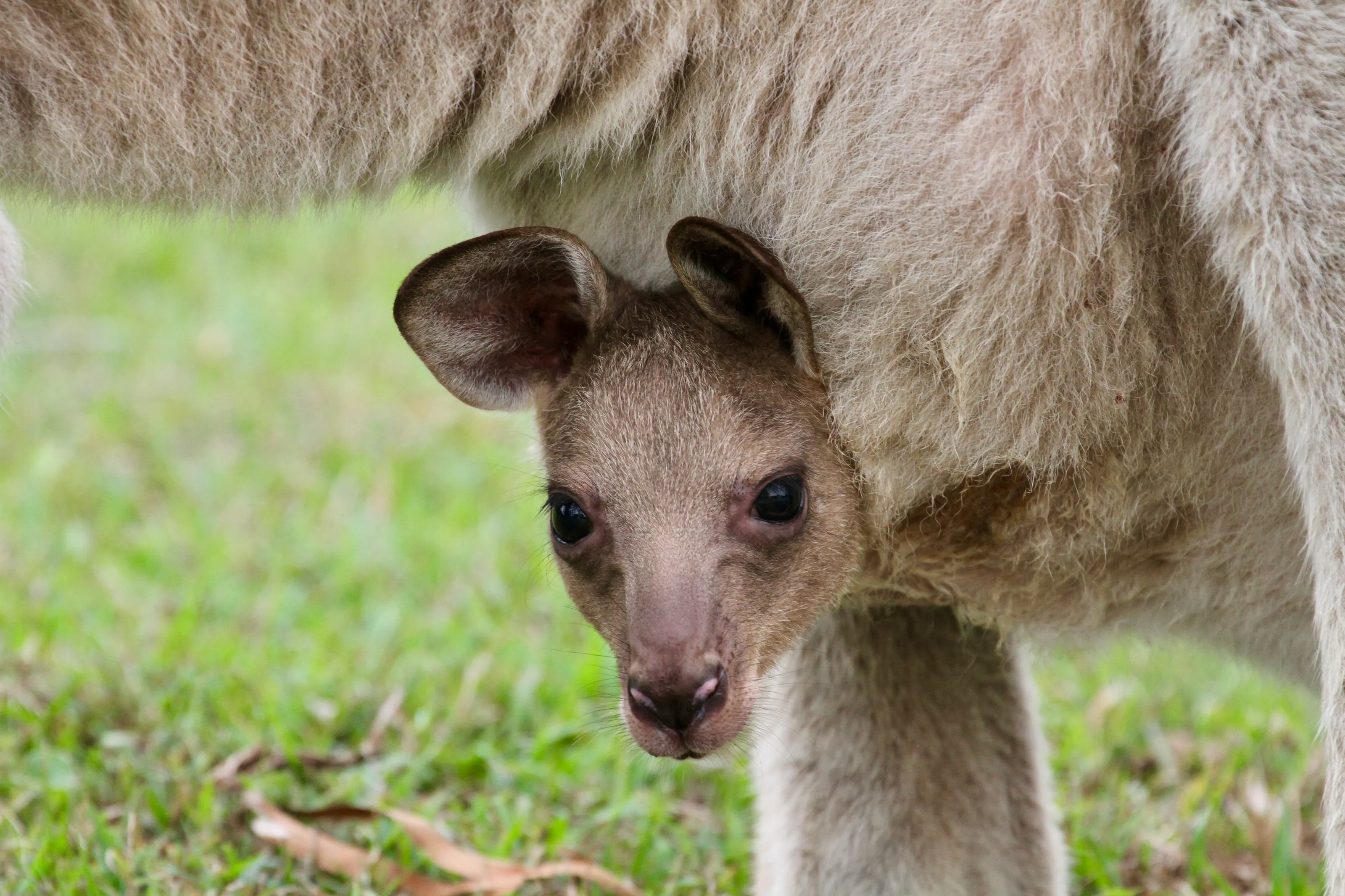 Australian Indigenous Wildlife (in colour)
