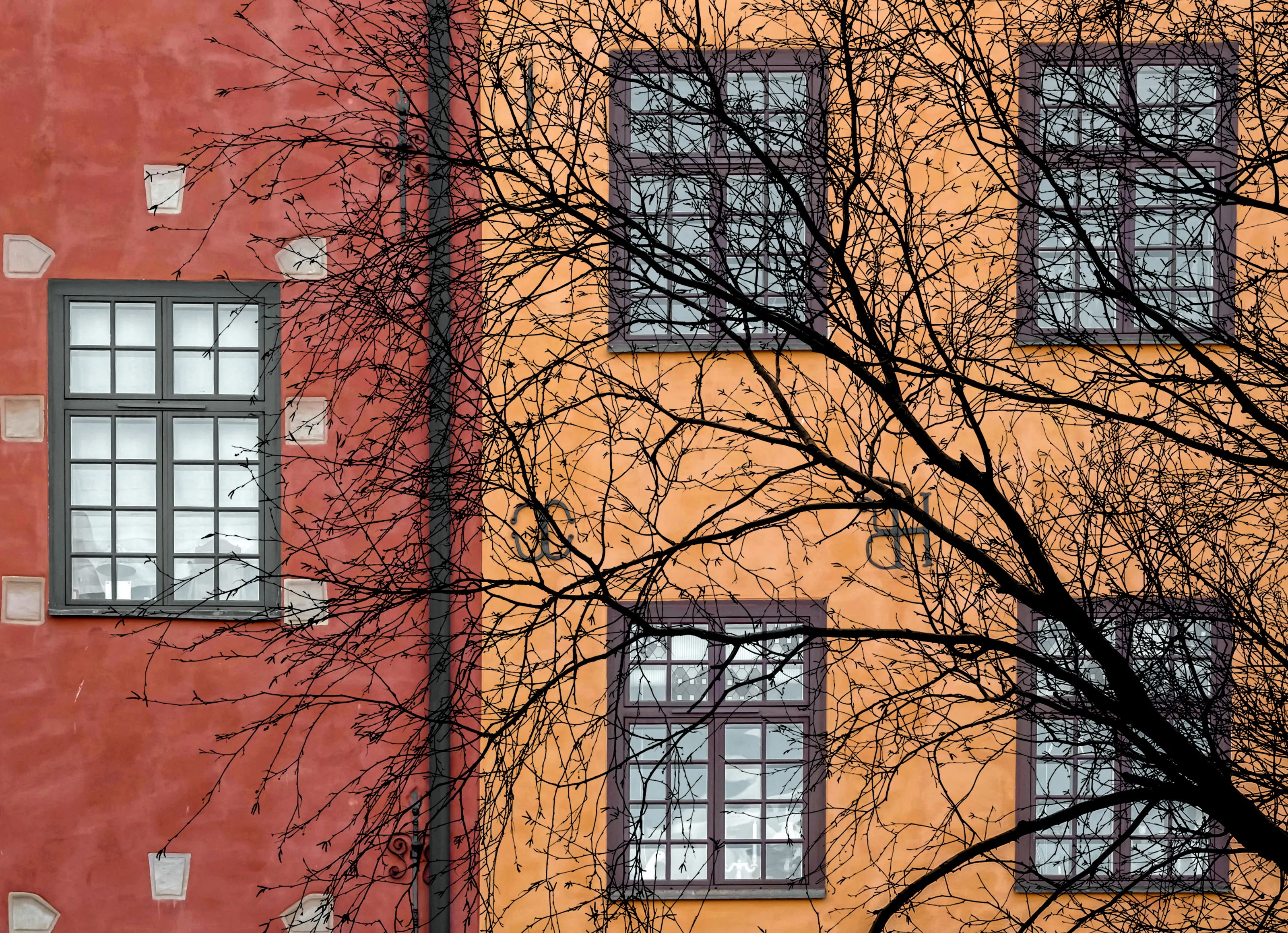 Trees Without Leaves