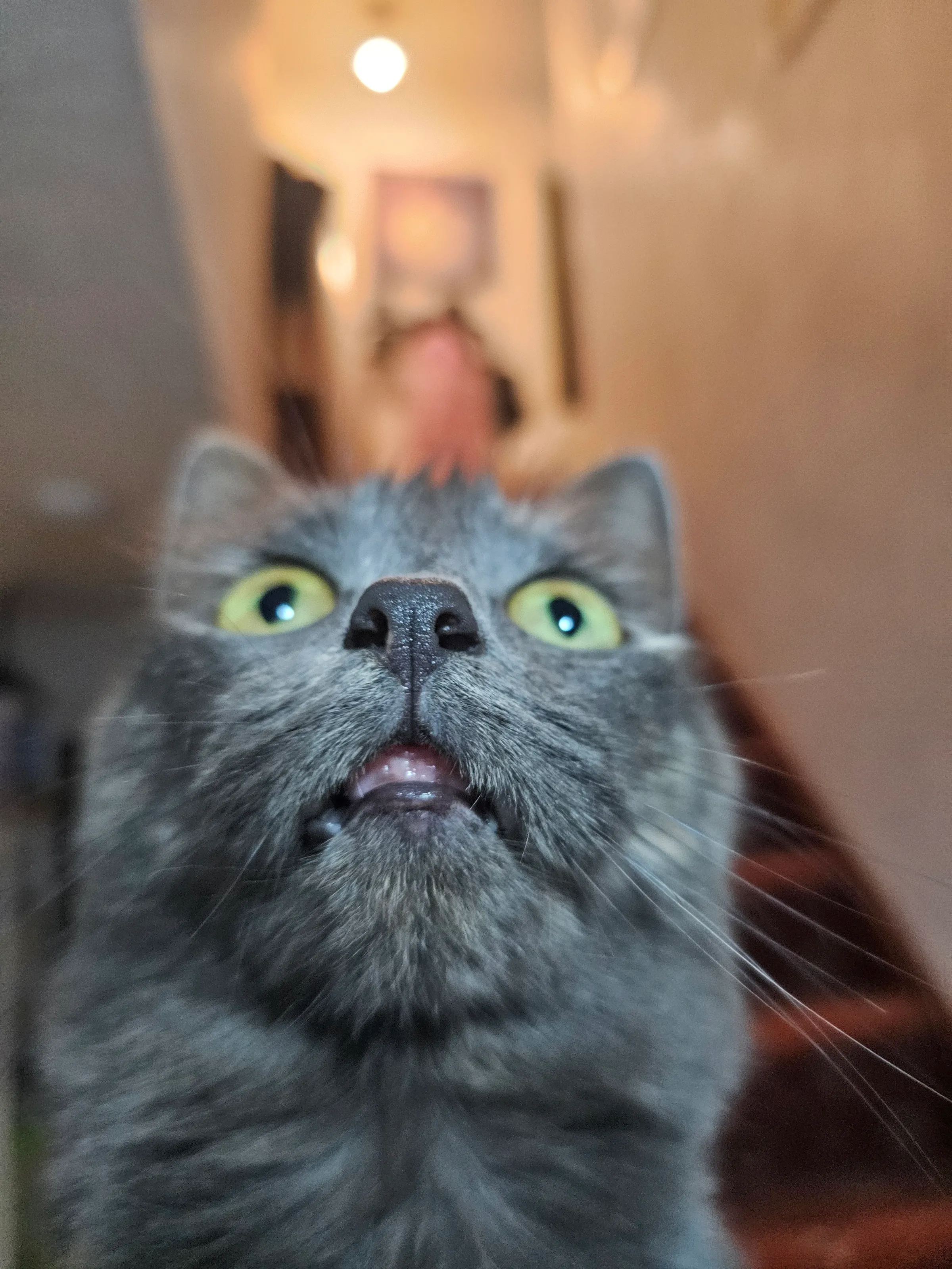 My beautiful Sylvia