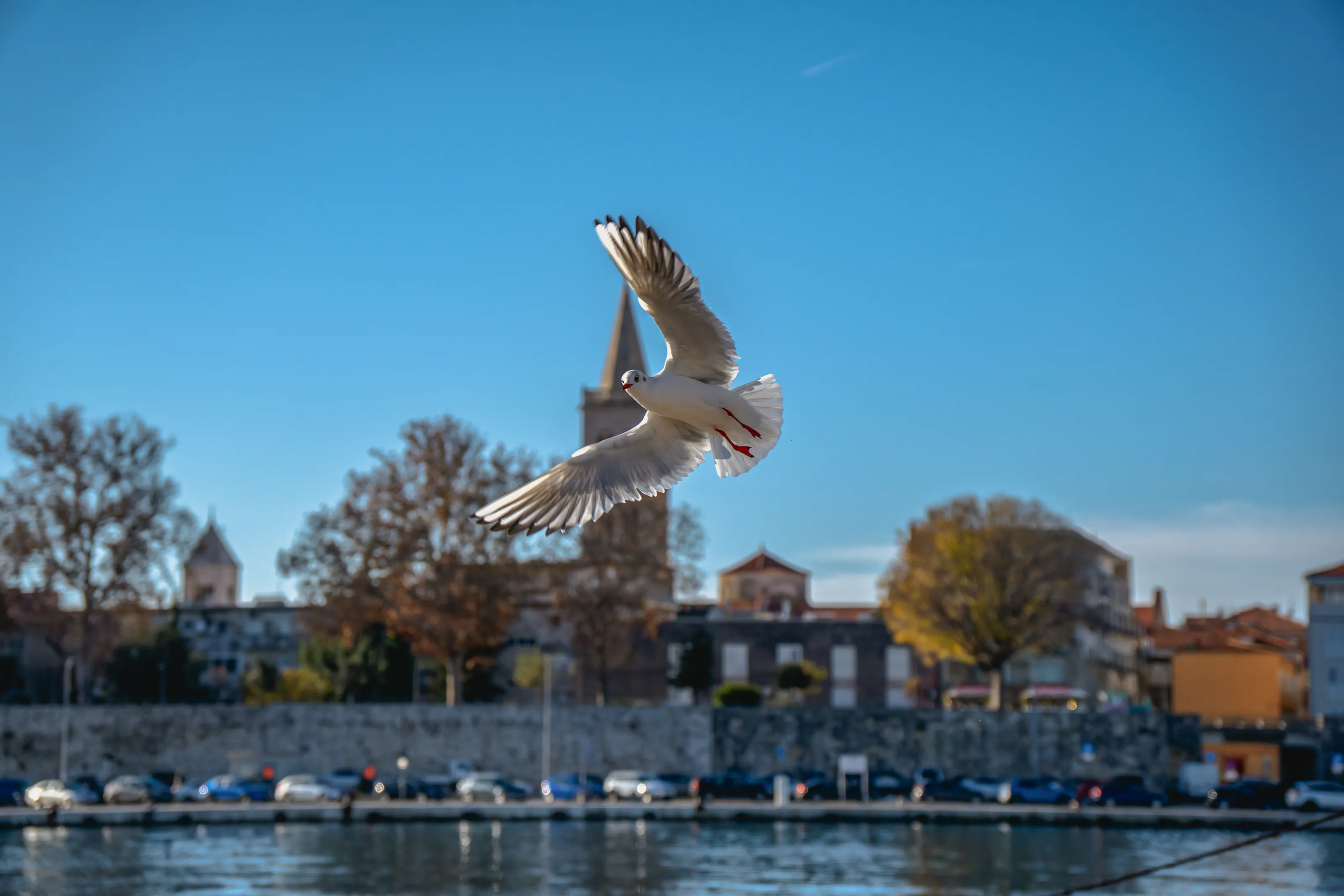 Seagull Flying