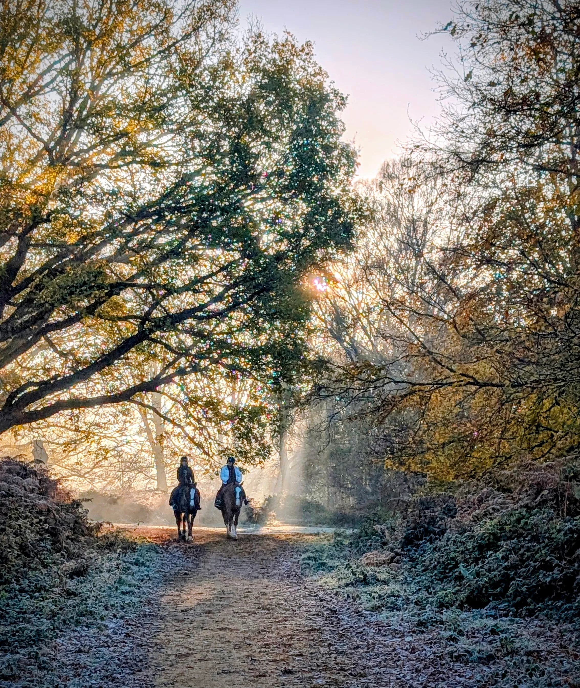 Frosty Morning in Richmond Park