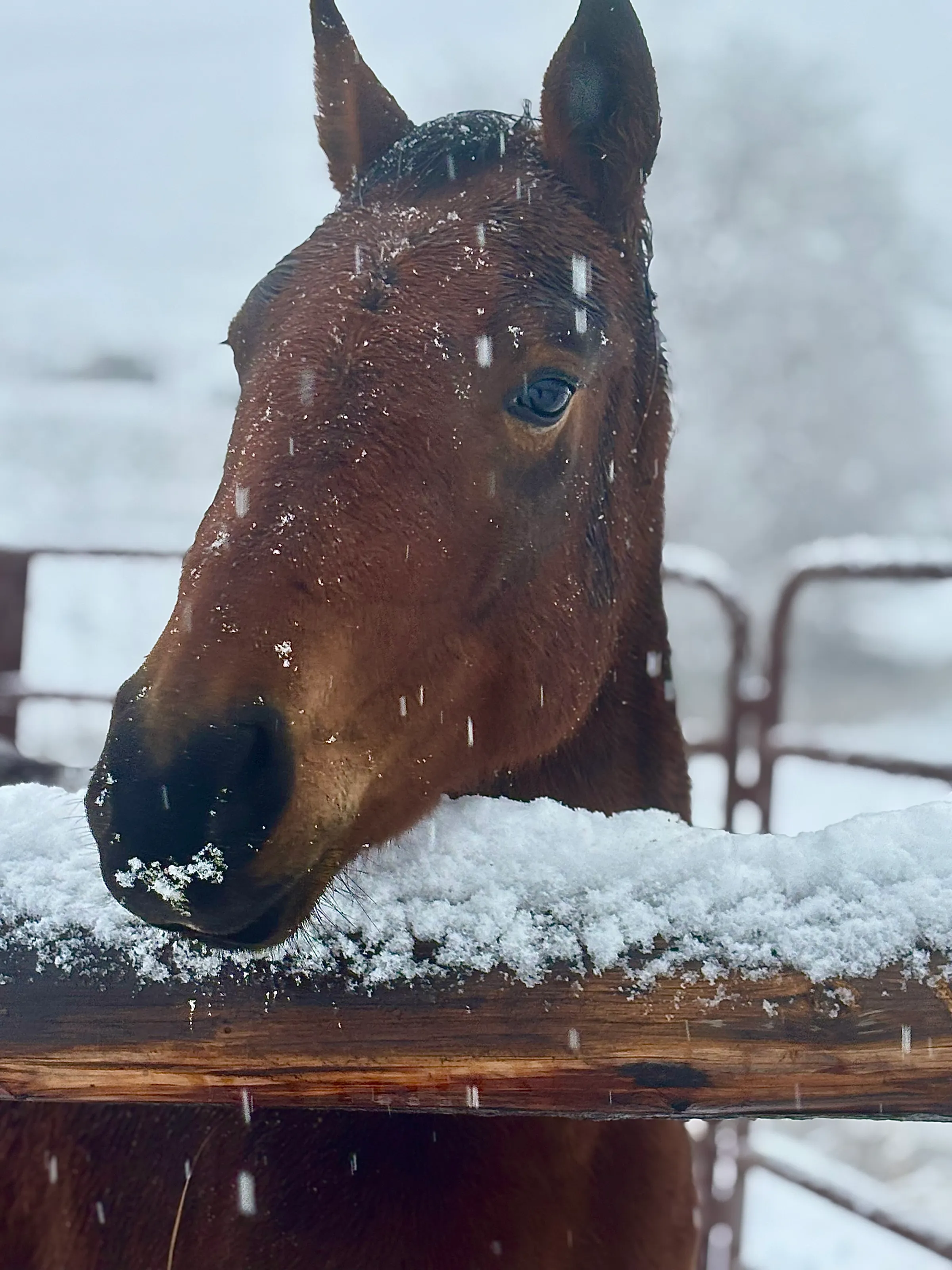 Christmas pony