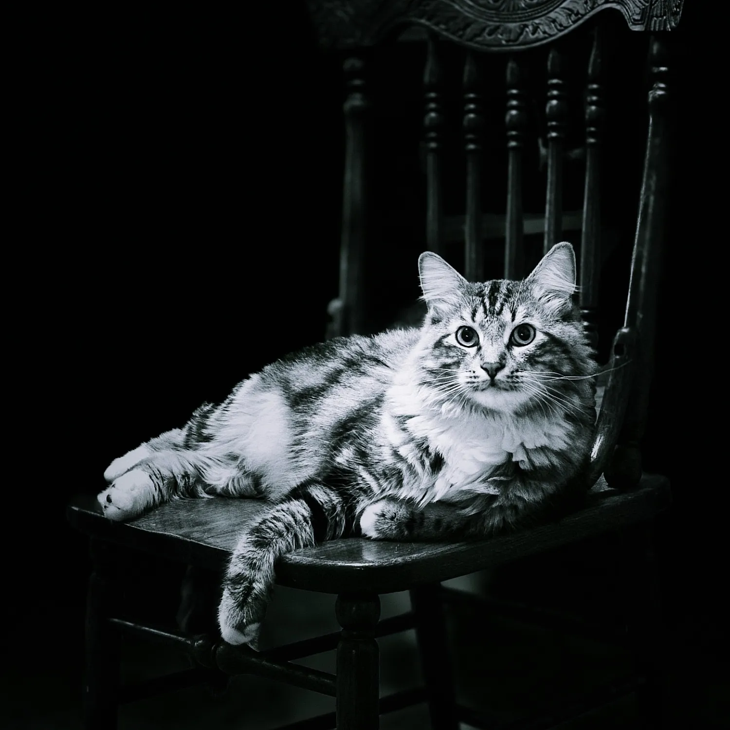 Alastor the cat