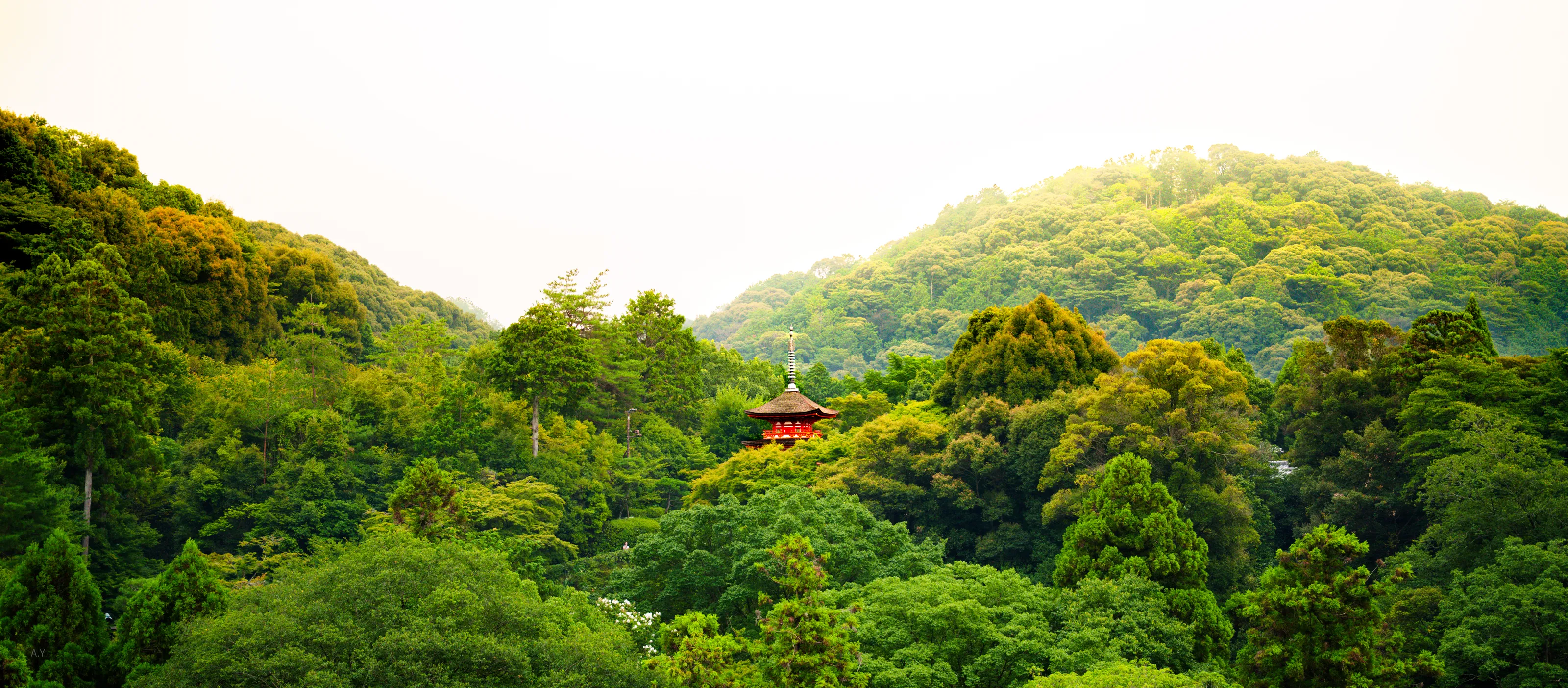 Hidden Temple in a Sea of Green