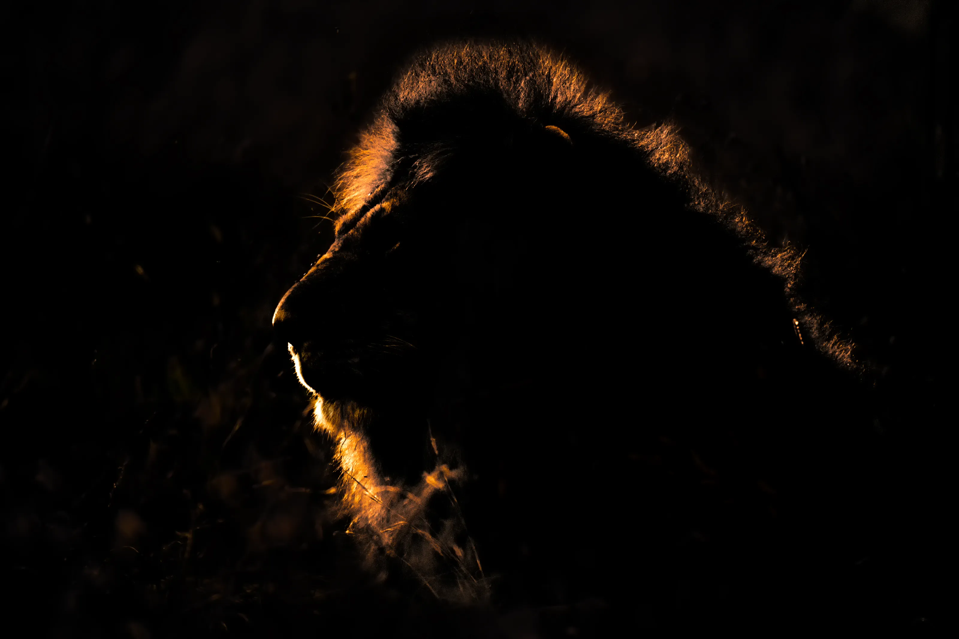 Crown of Ember