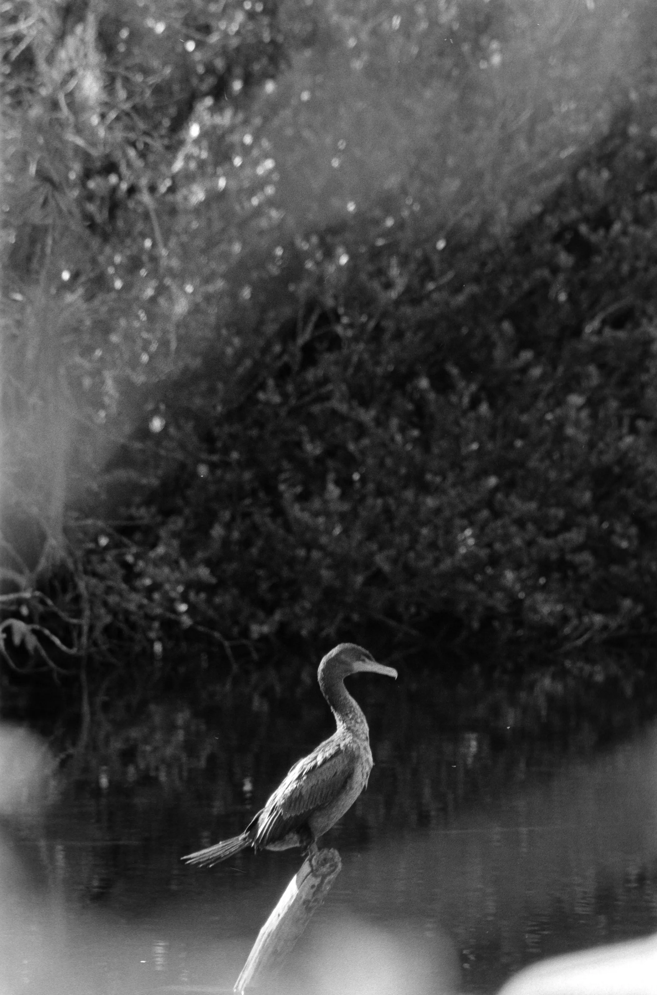 Bird on a Branch