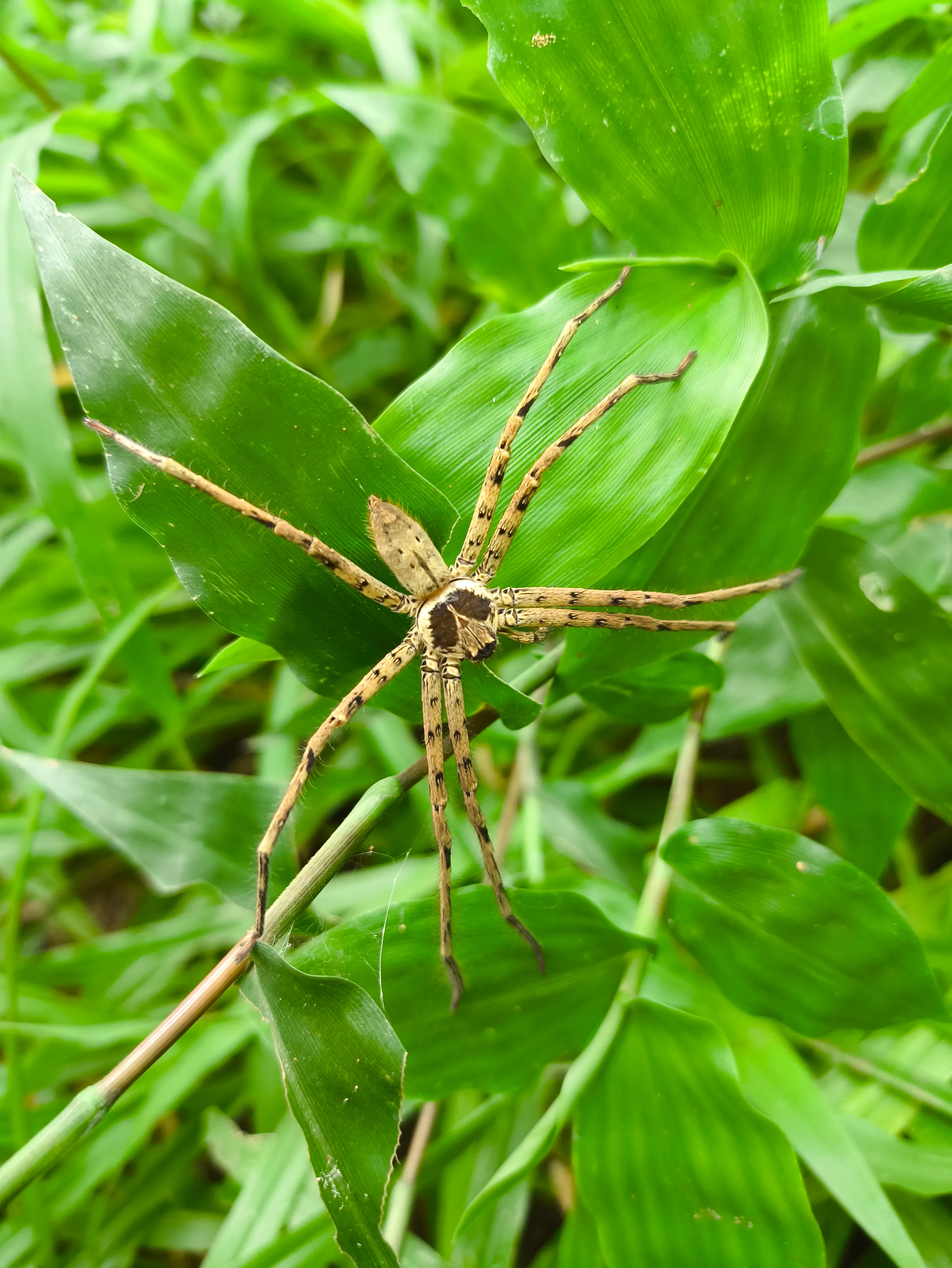 Spider on green