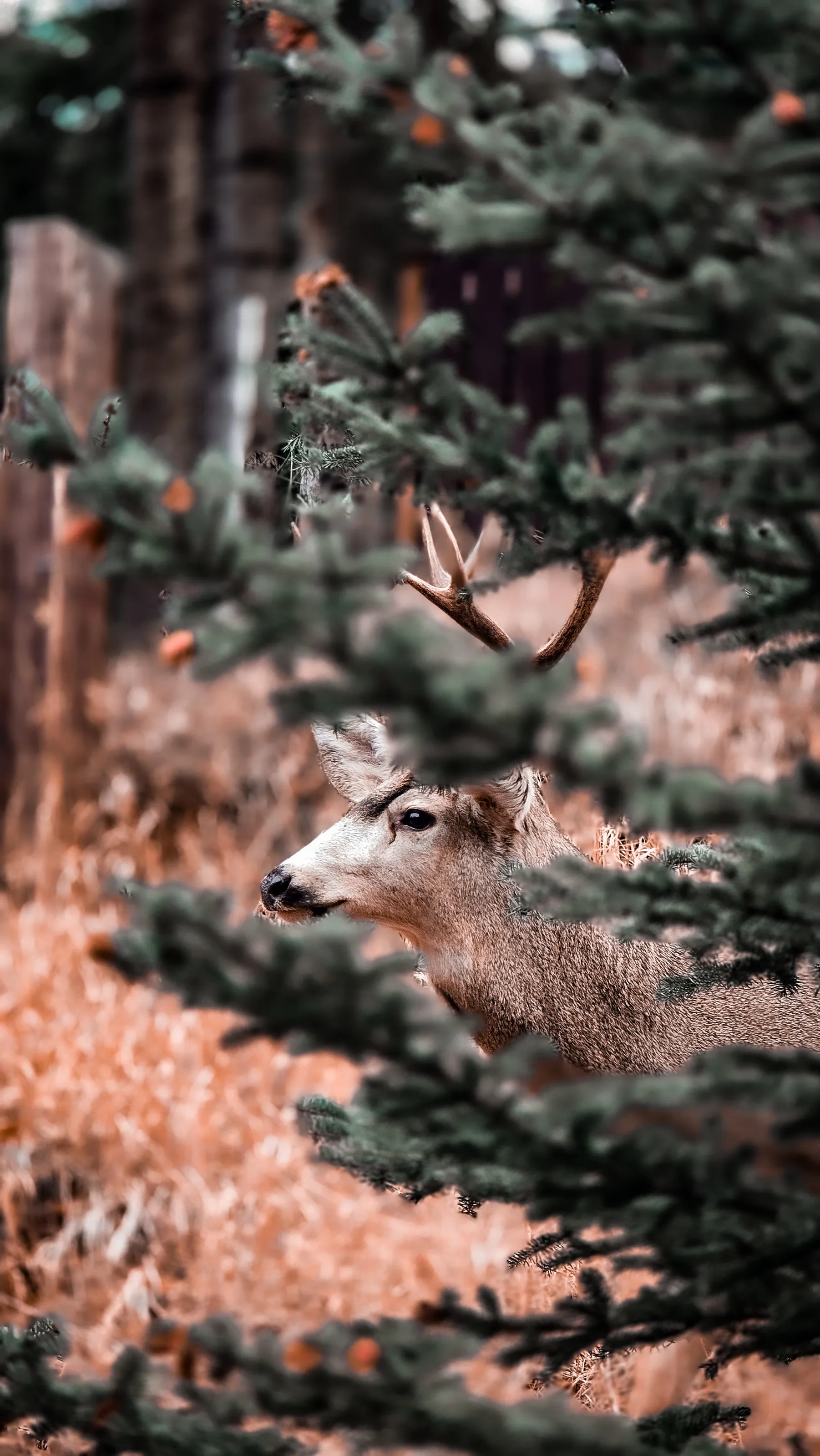 A Posing Deer 🦌