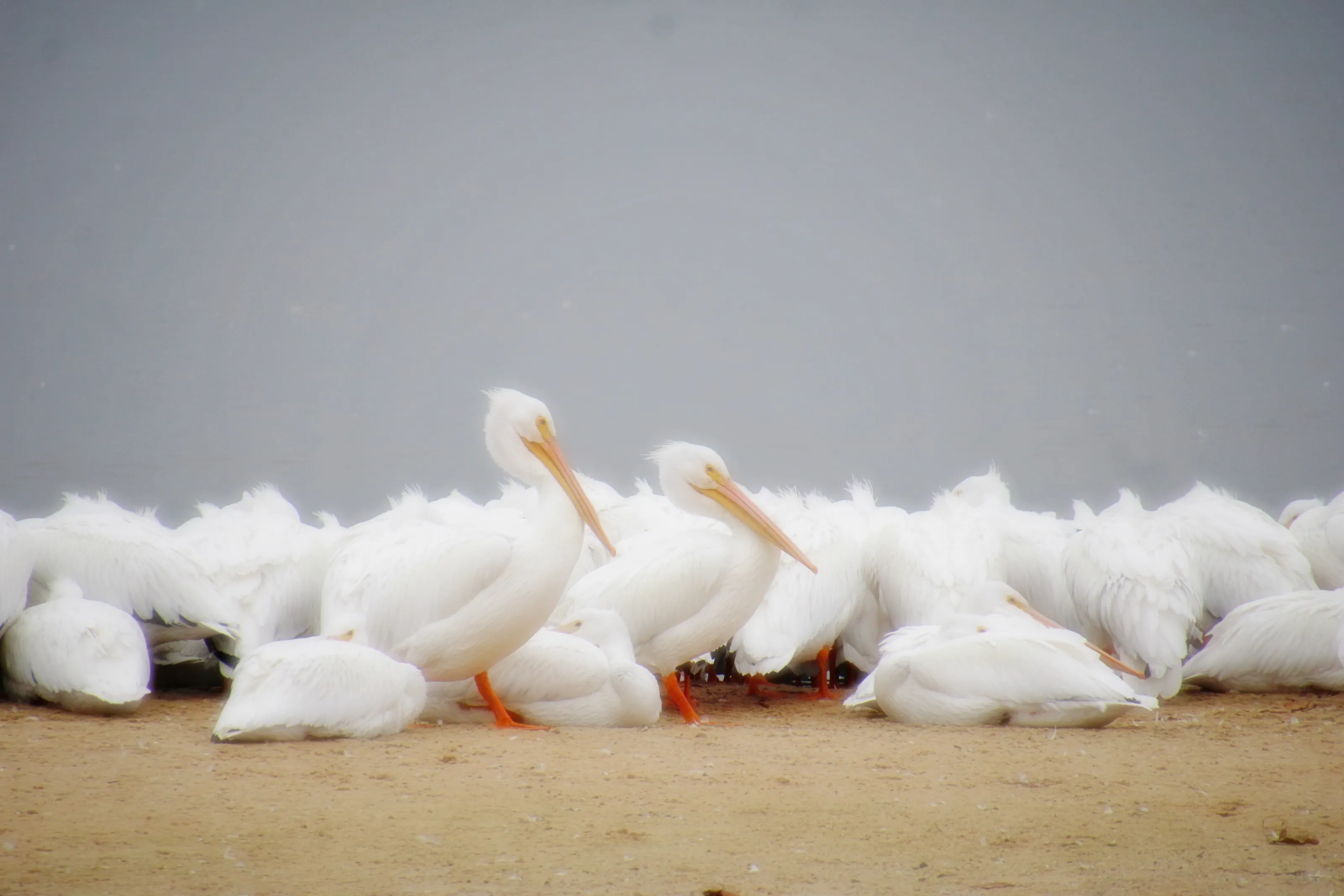Pelicans