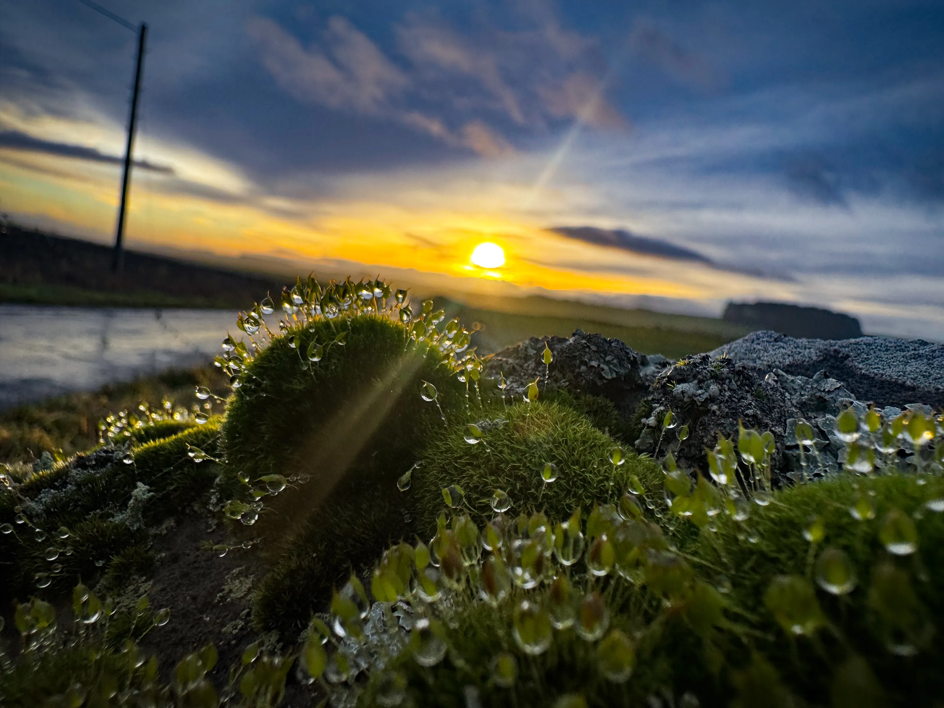 Morning dew
