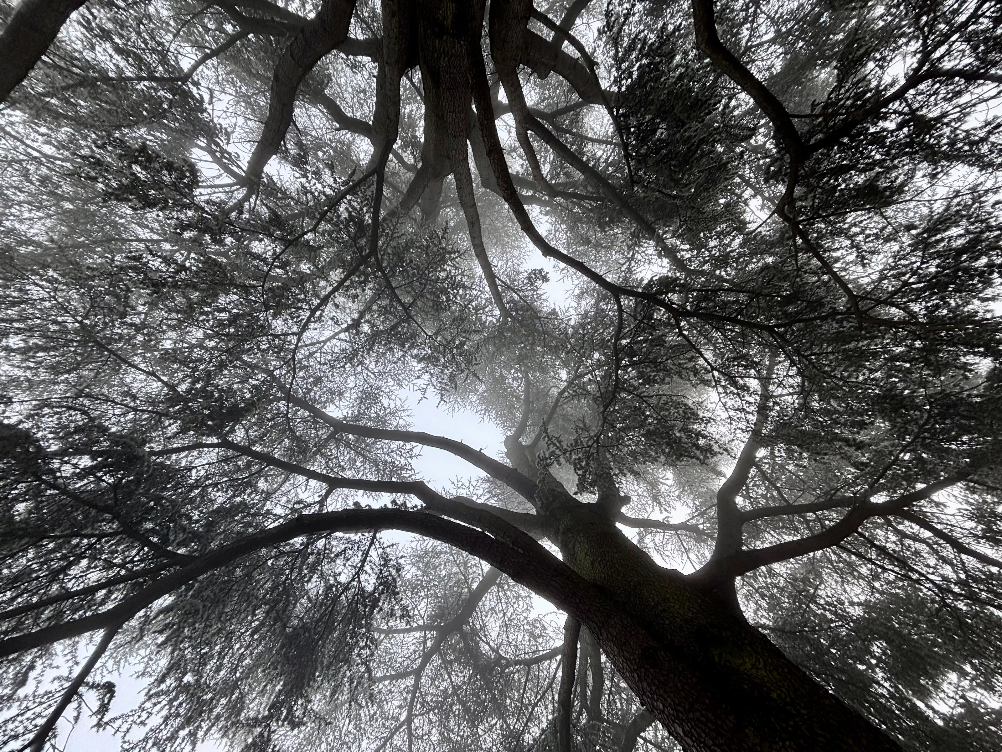 gris