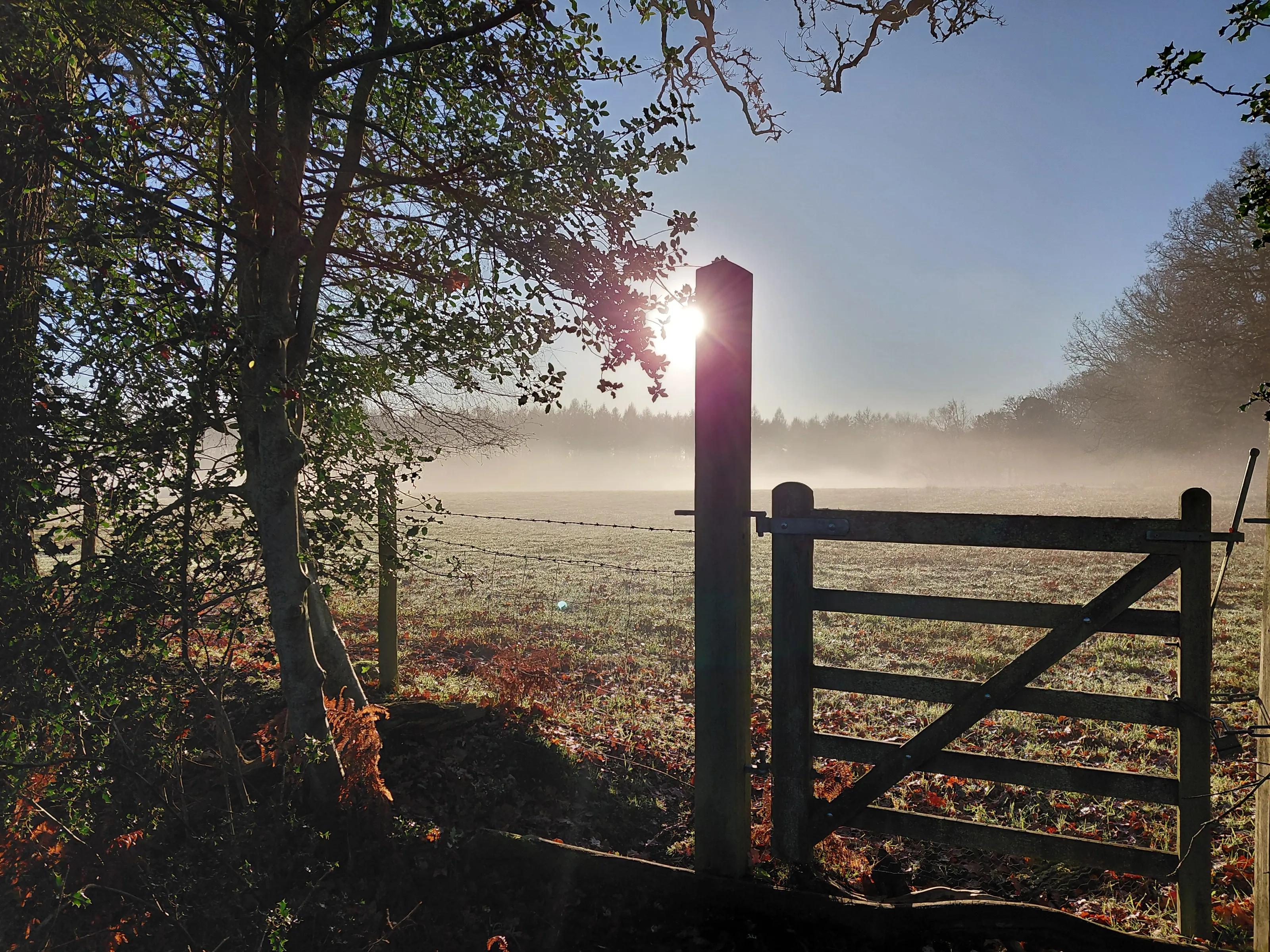 Early morning mist