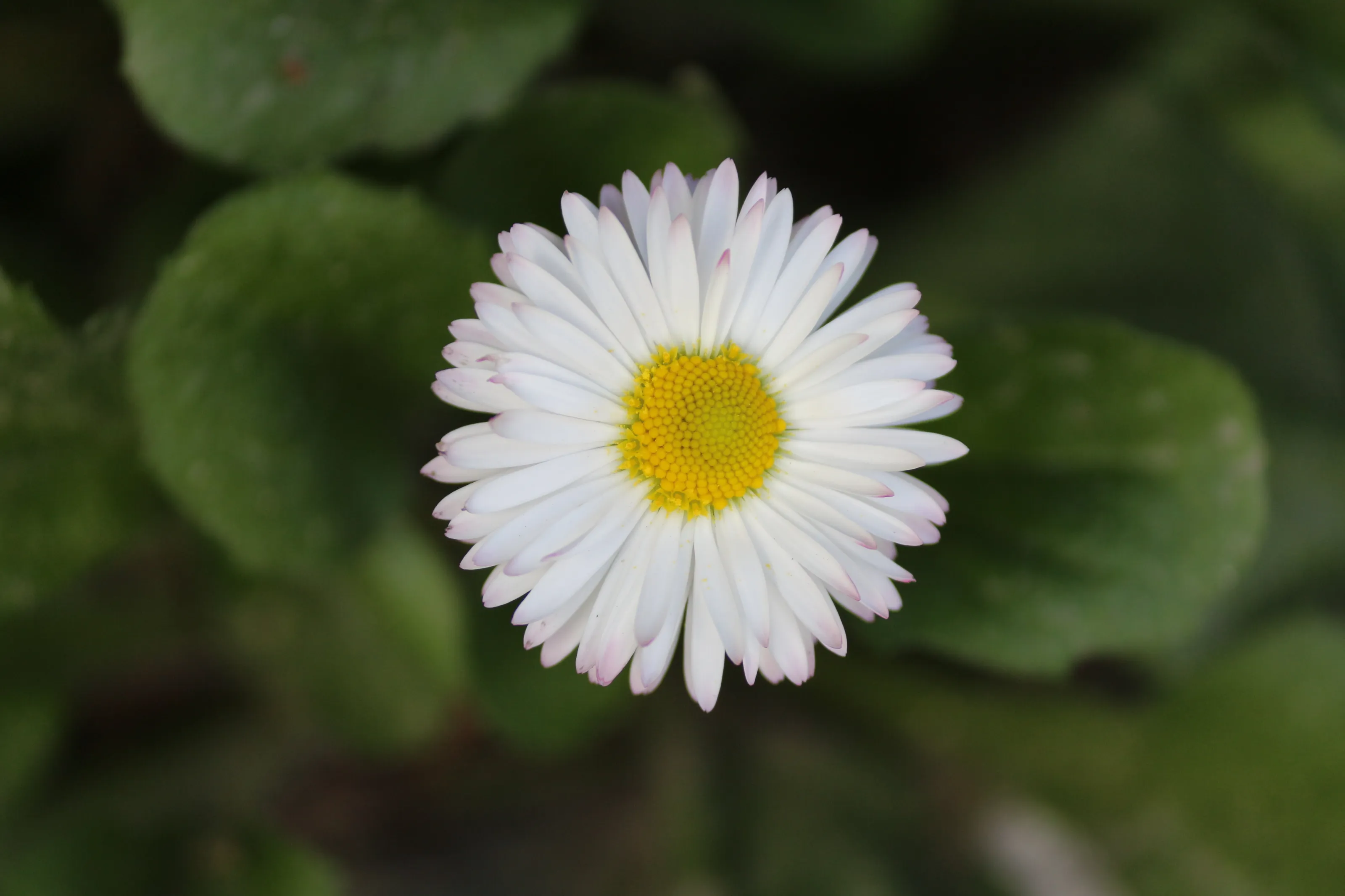 closeup flower.