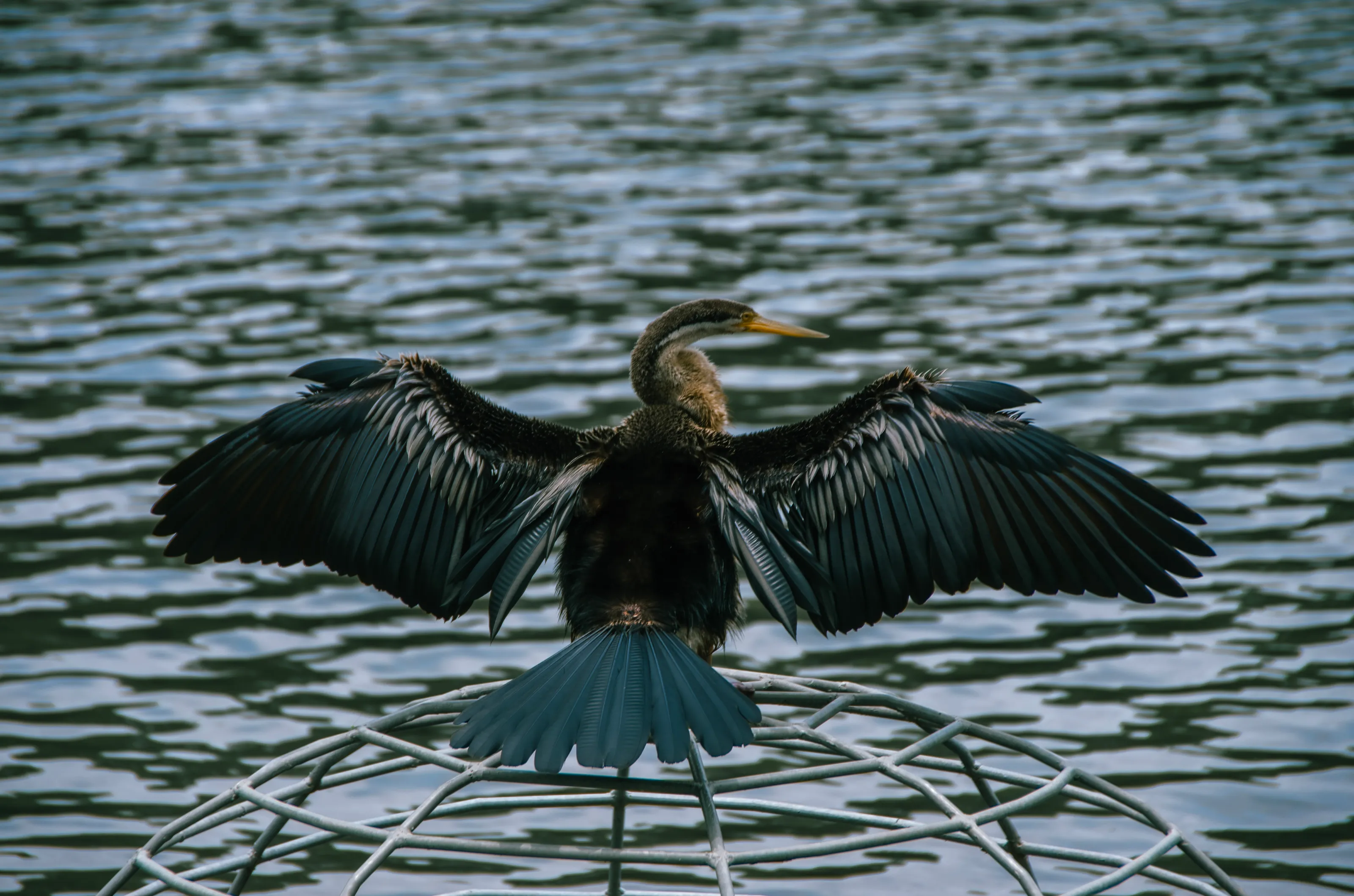 Freedom