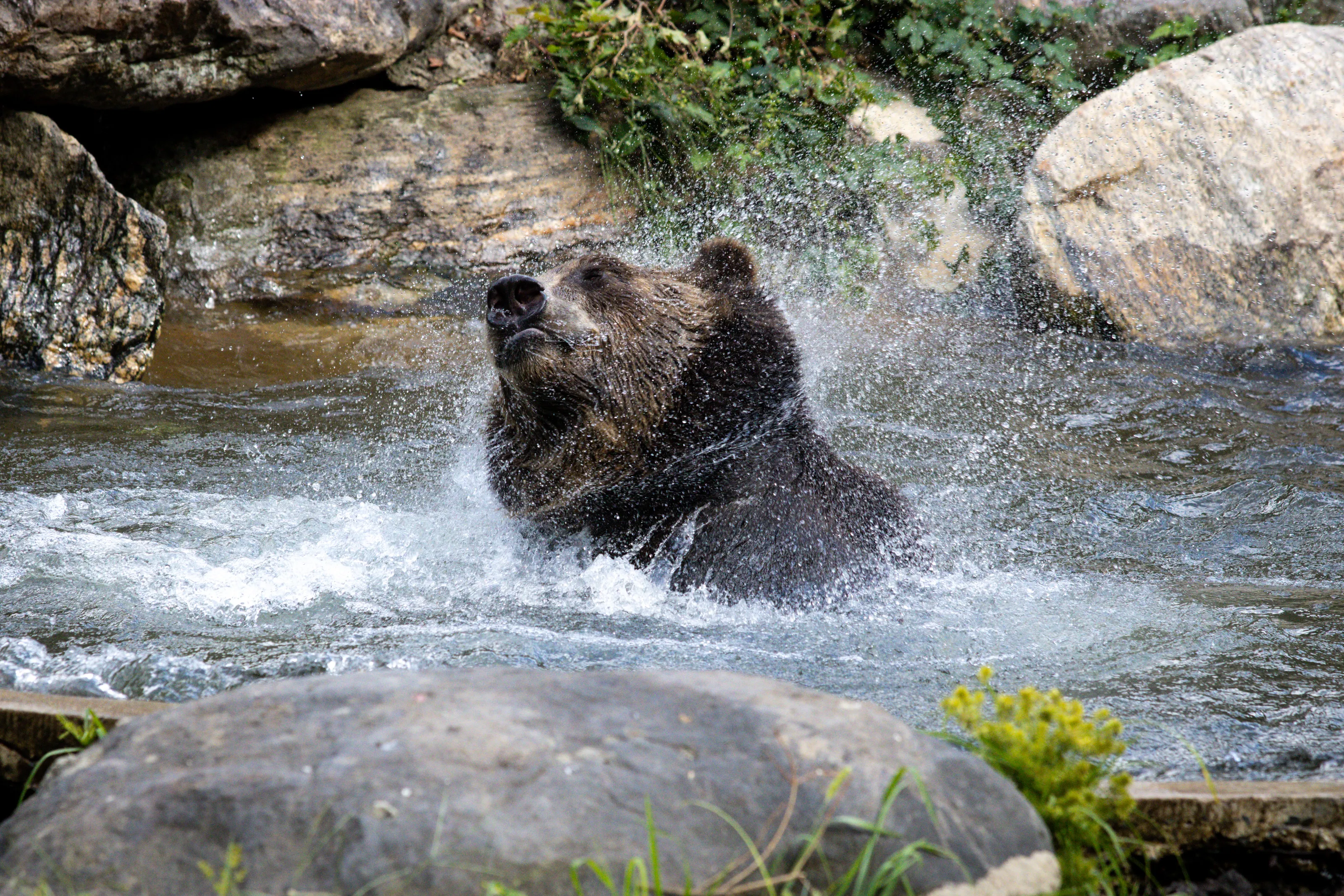 Summer Bath