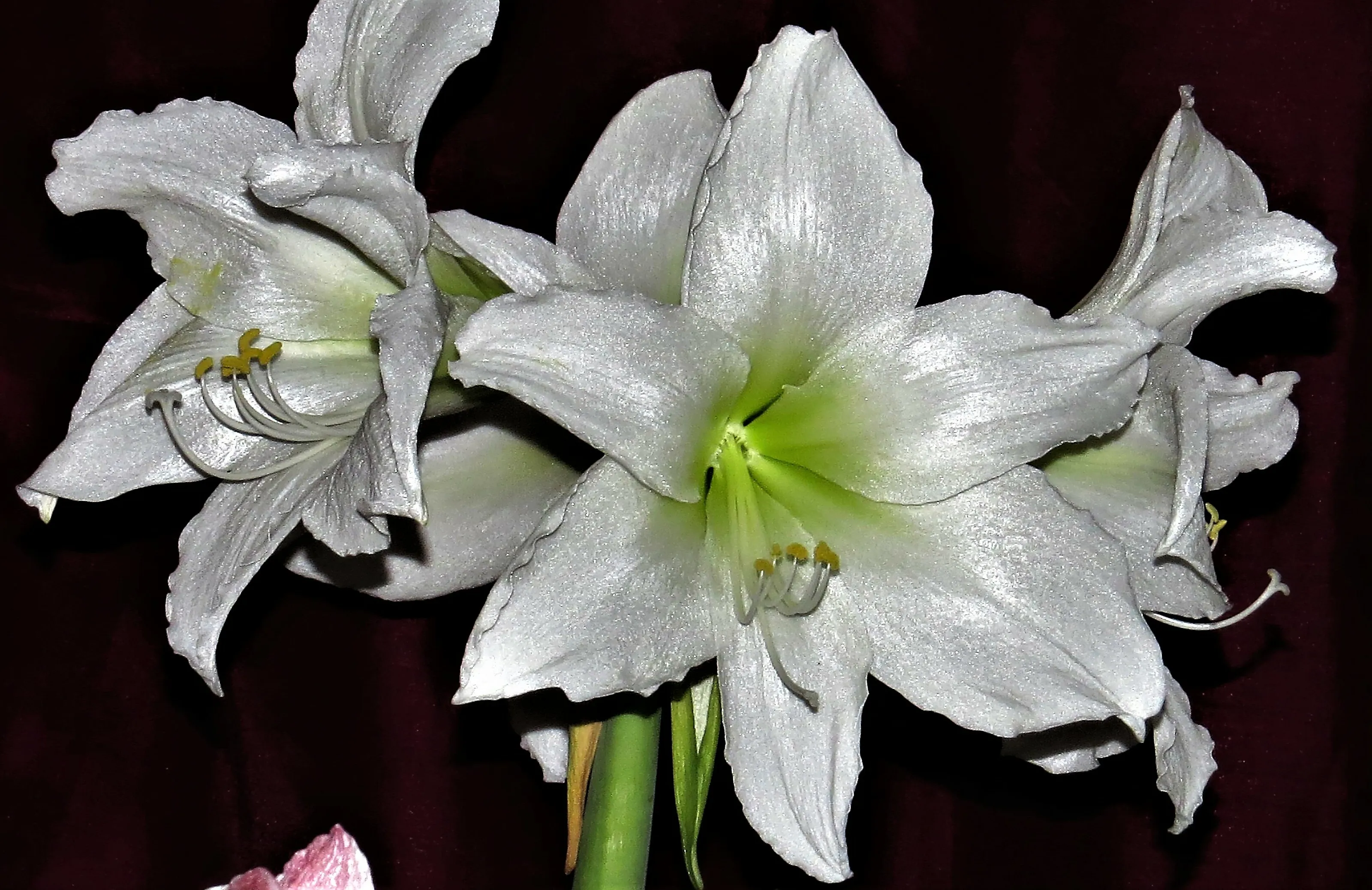Amaryllis Flowers (in colour)