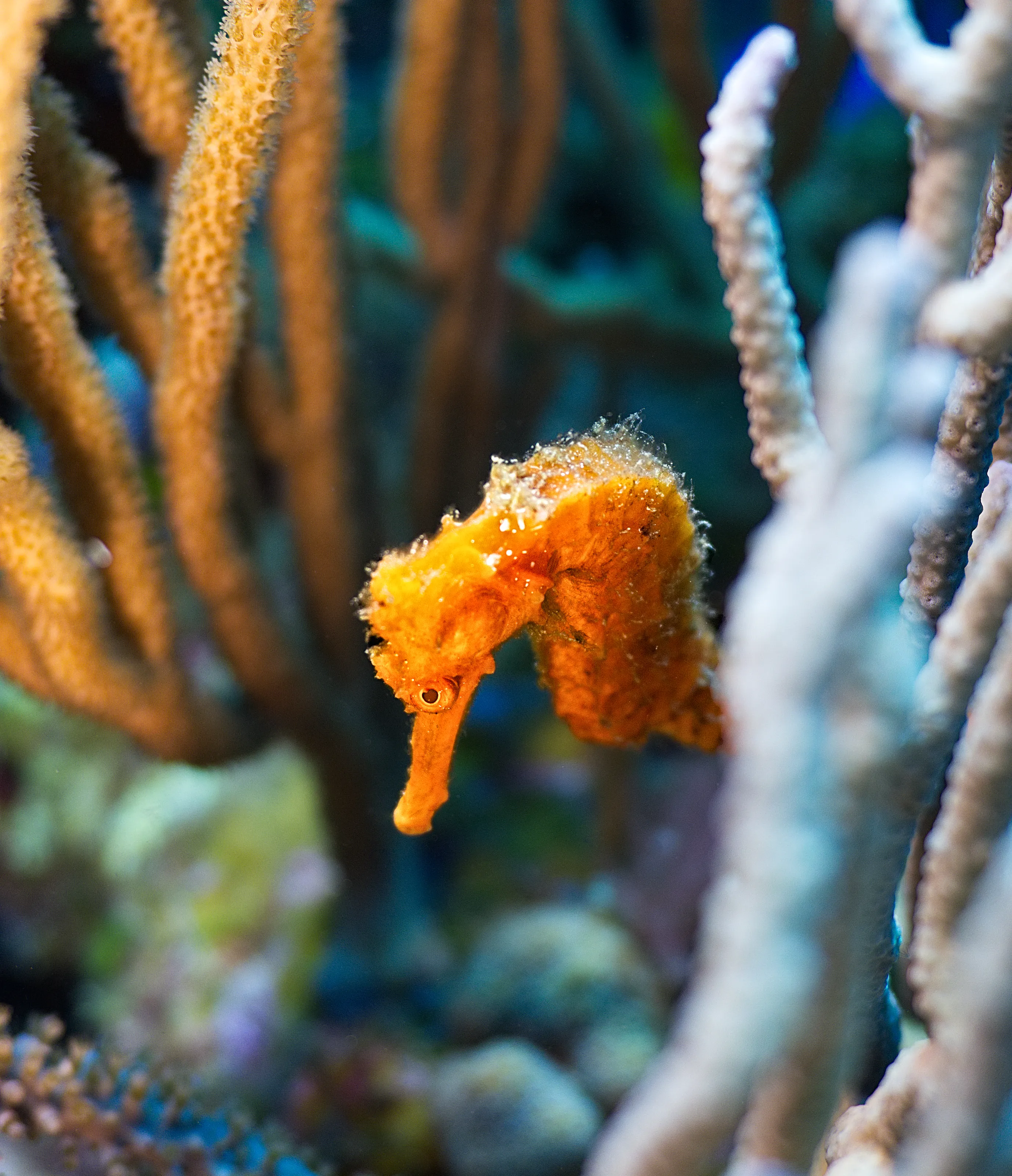 The Underwater Realm