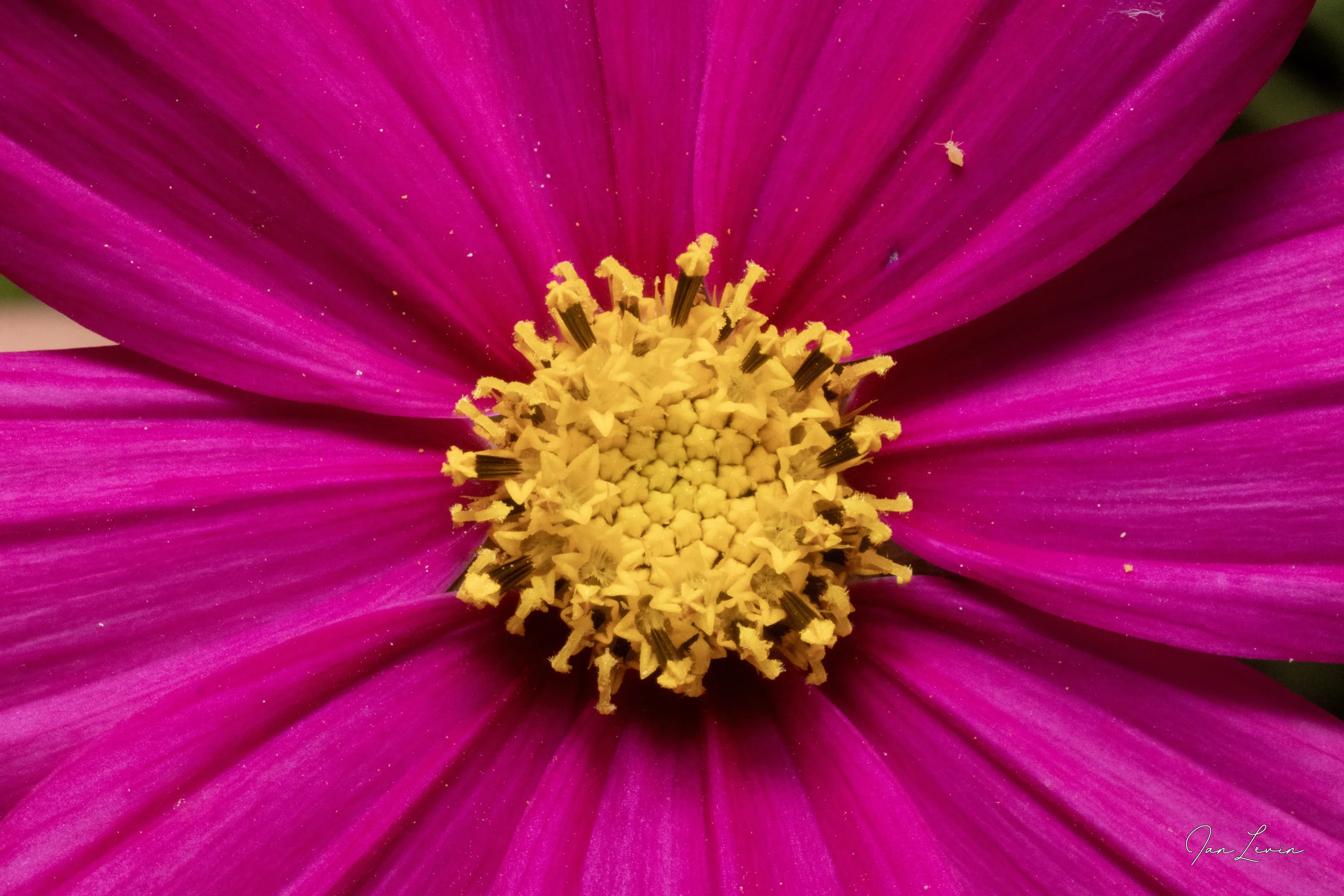 Centre of a Flower