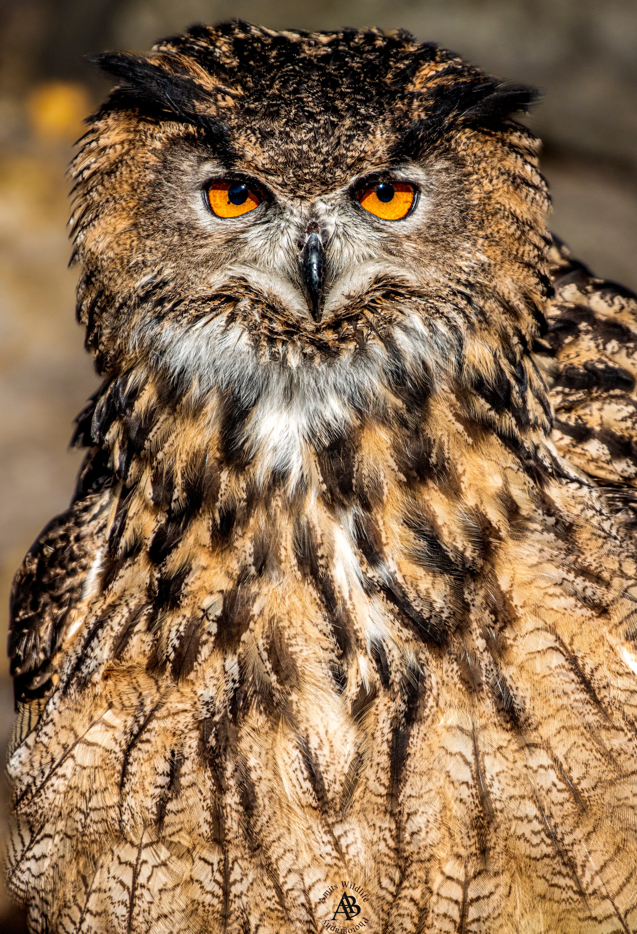 Eurasian Eagle Owl on a cold winter day