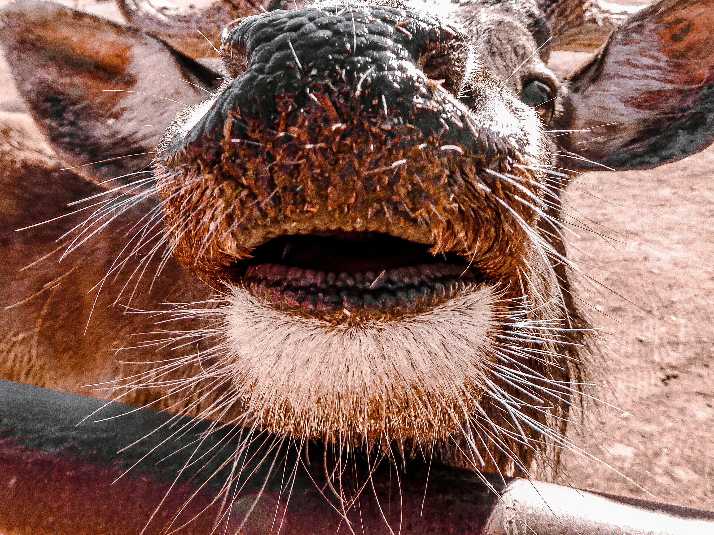Whiskers