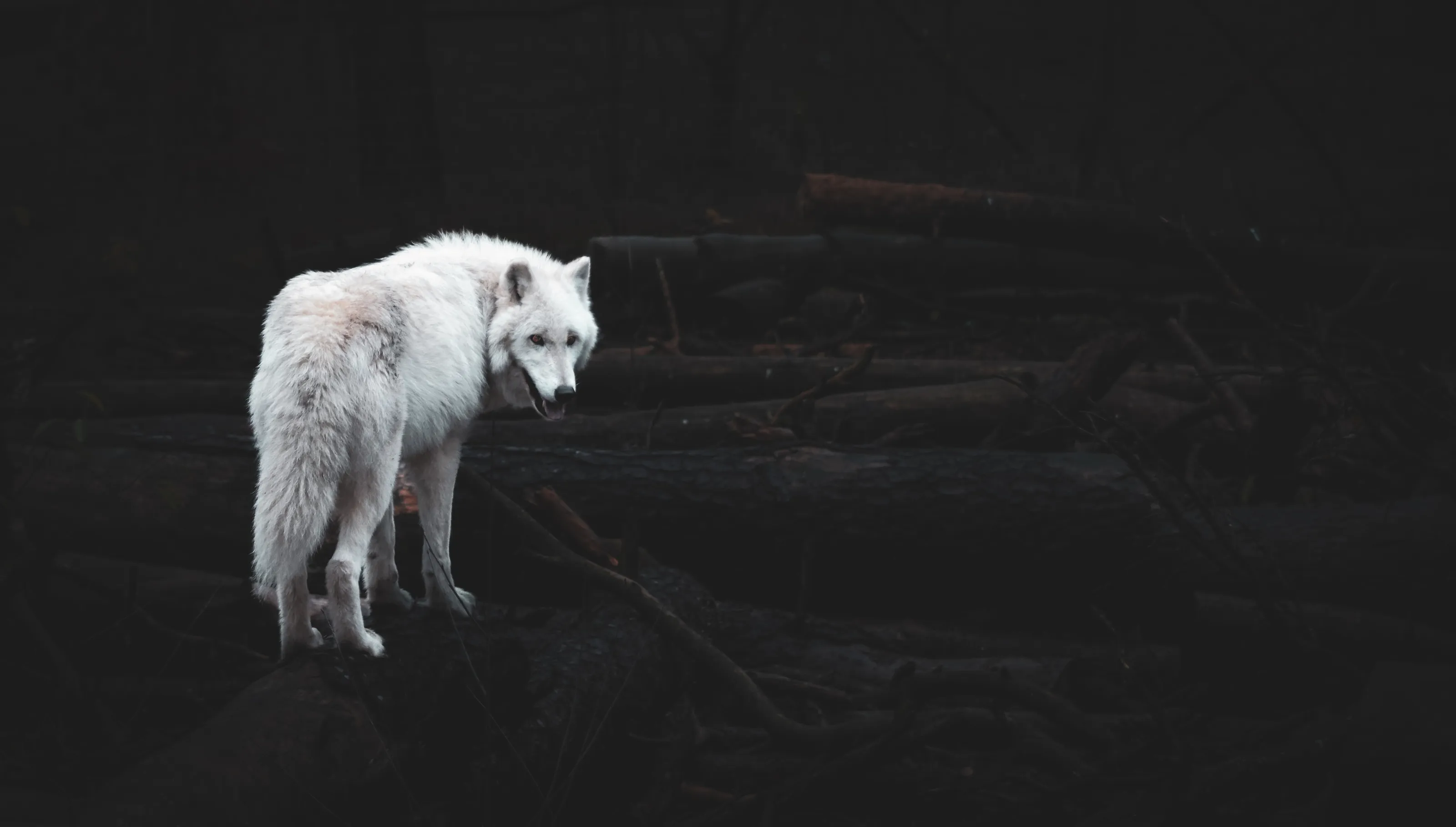 Born in snow & Ice