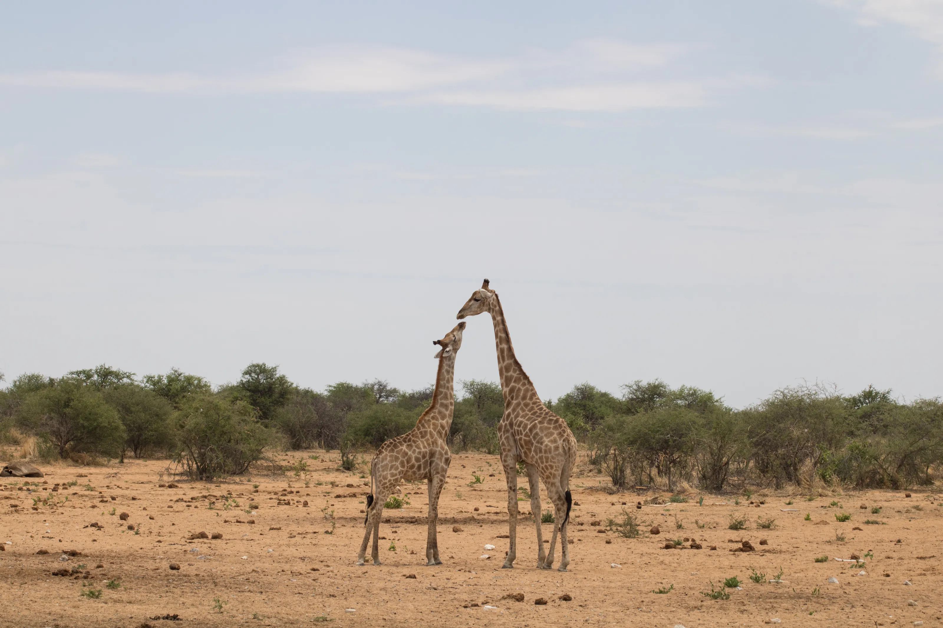 Giraffe mother and child
