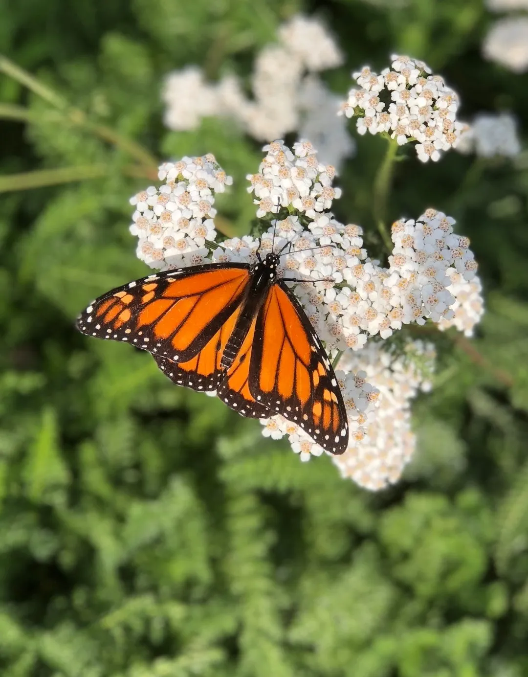 Butterfly 🦋