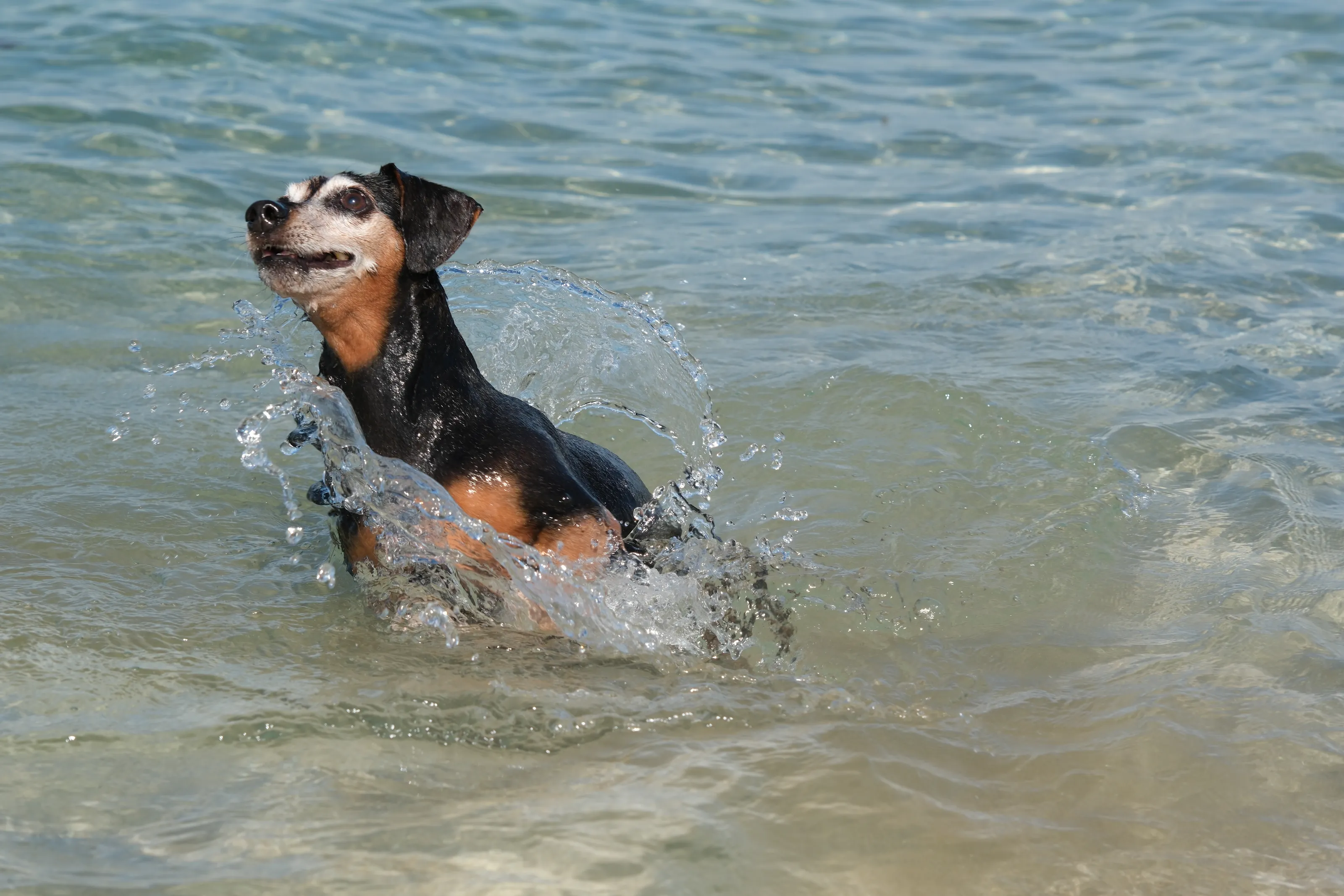 Jack at the Beach