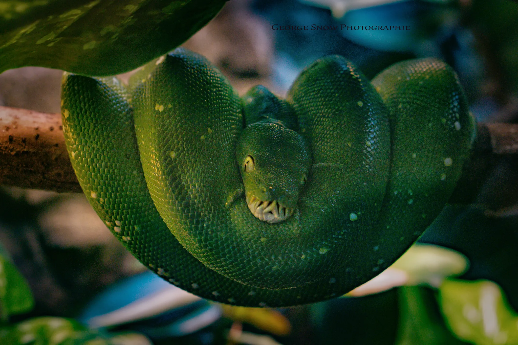 Green Snake