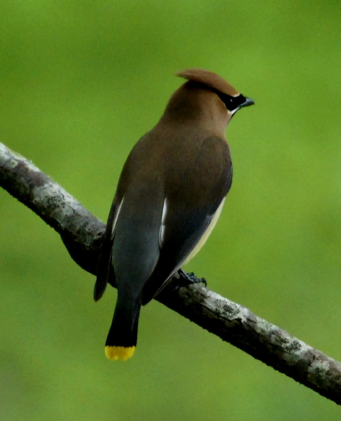 Ceader wax wing