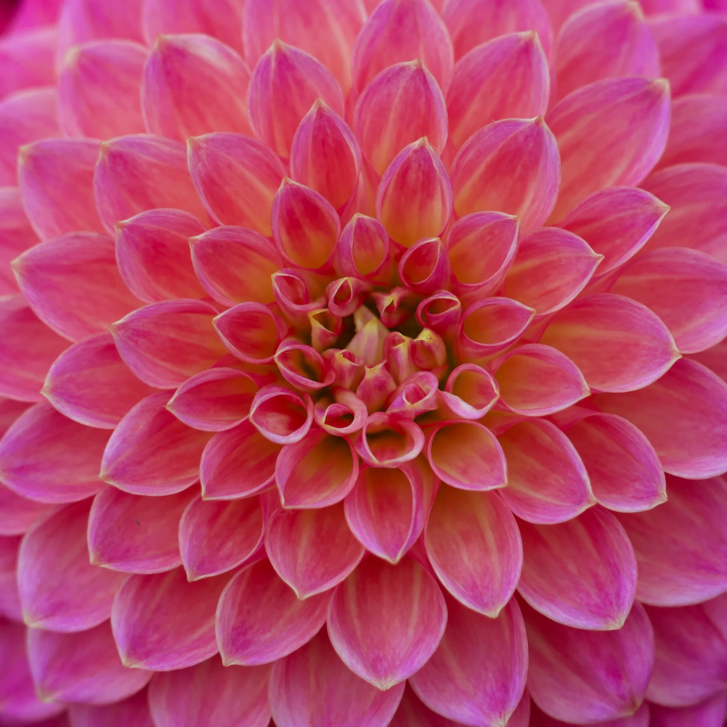 Blooming Good Fun